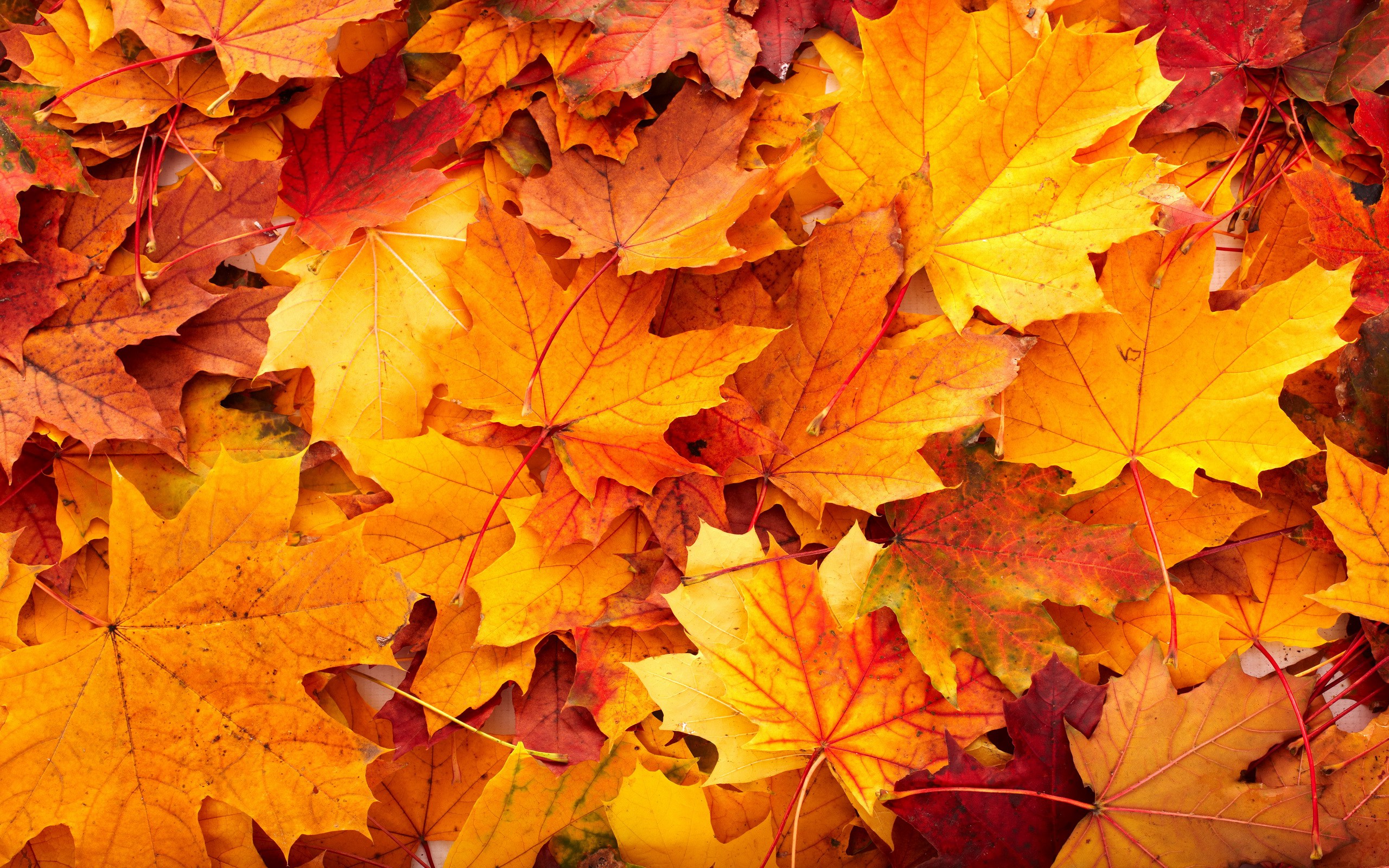 Fall Leaves Background | Little Acorn Day School