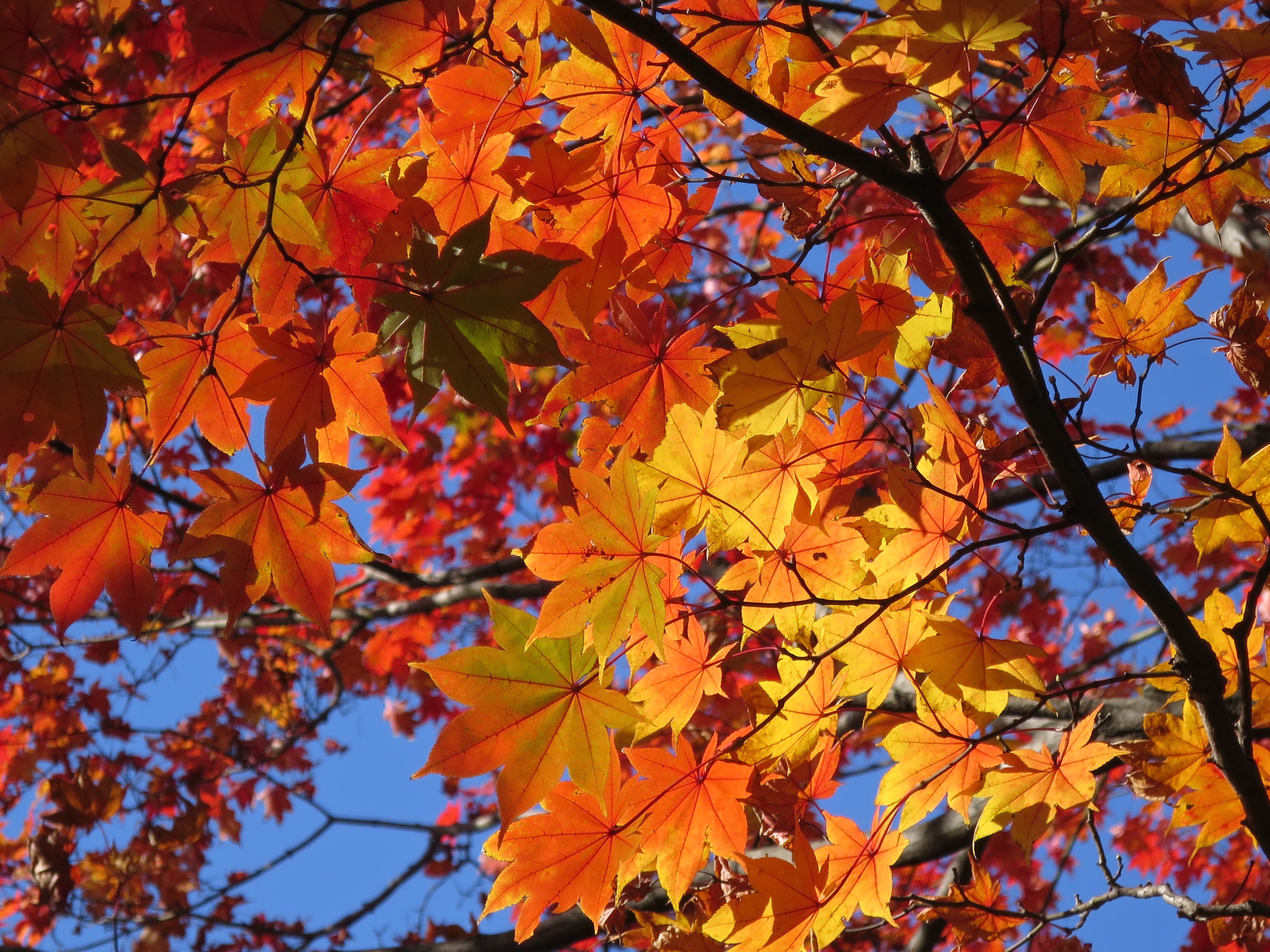 Where To See The Best Fall Leaves In Tokyo | Jonelle Patrick's Only ...