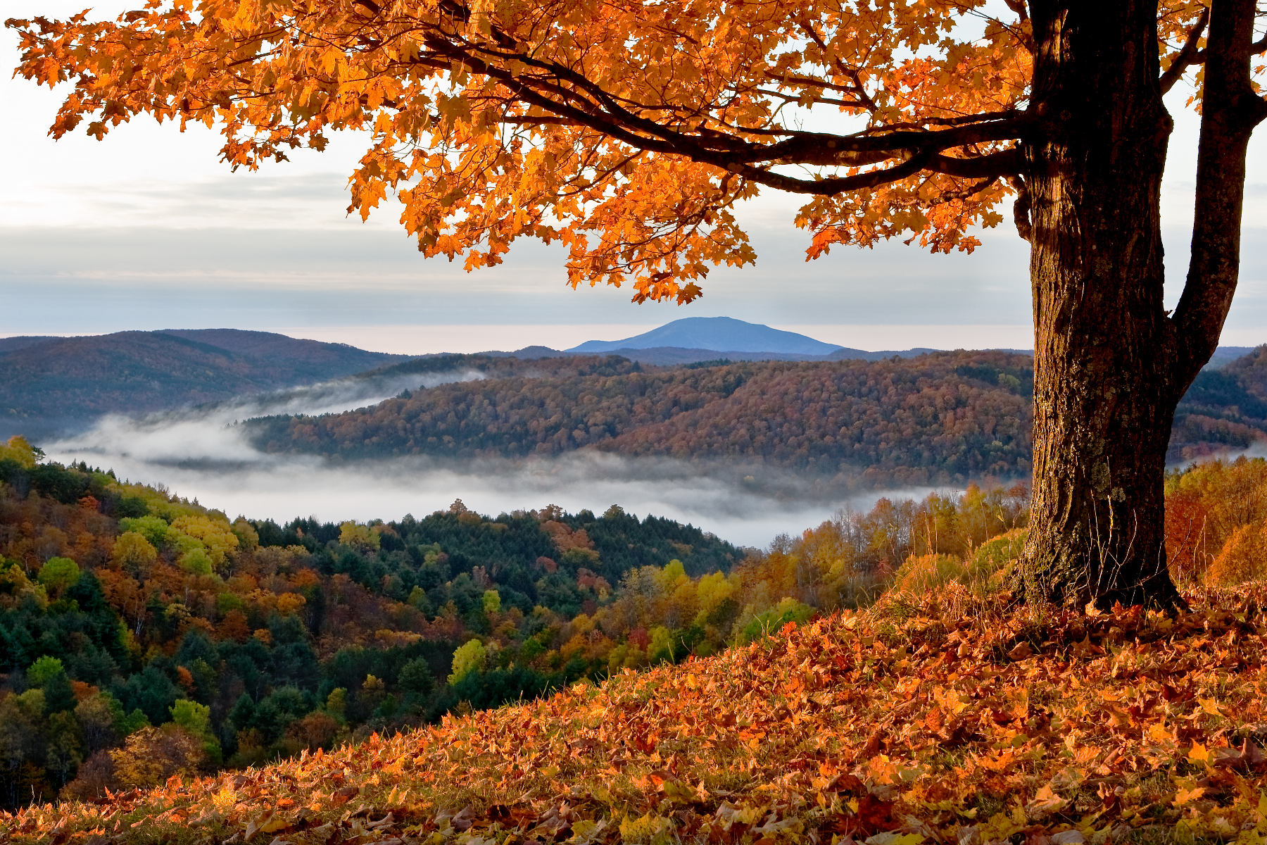 Spectacular fall foliage is expected in New England this year