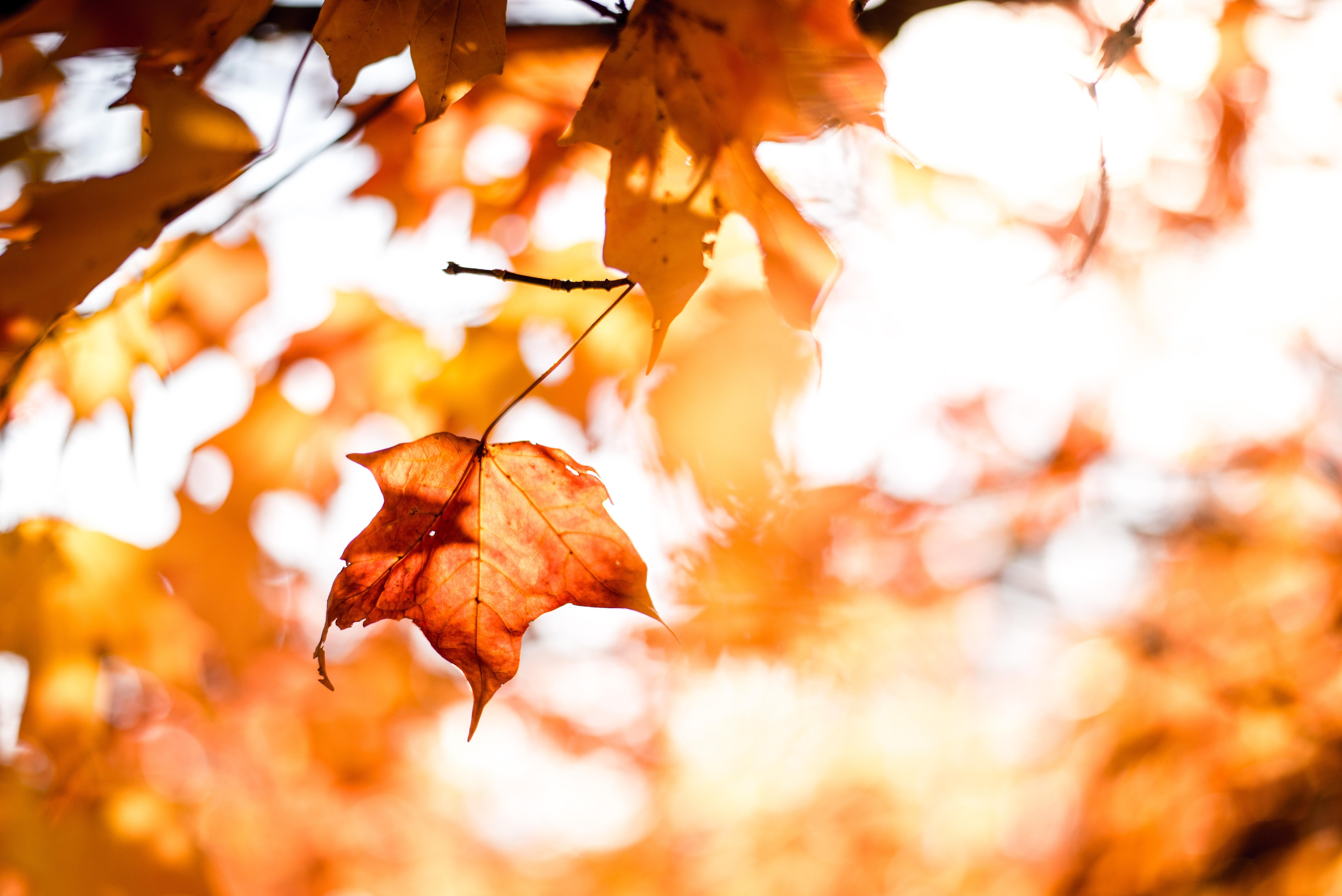 30 Fall Leaf Puns For Instagram When You're Falling Hard For The Season