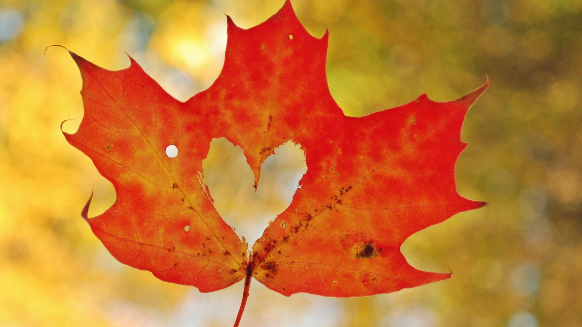 Grateful Trees & Bees Blog | Keep Fall Leaves on Your Property