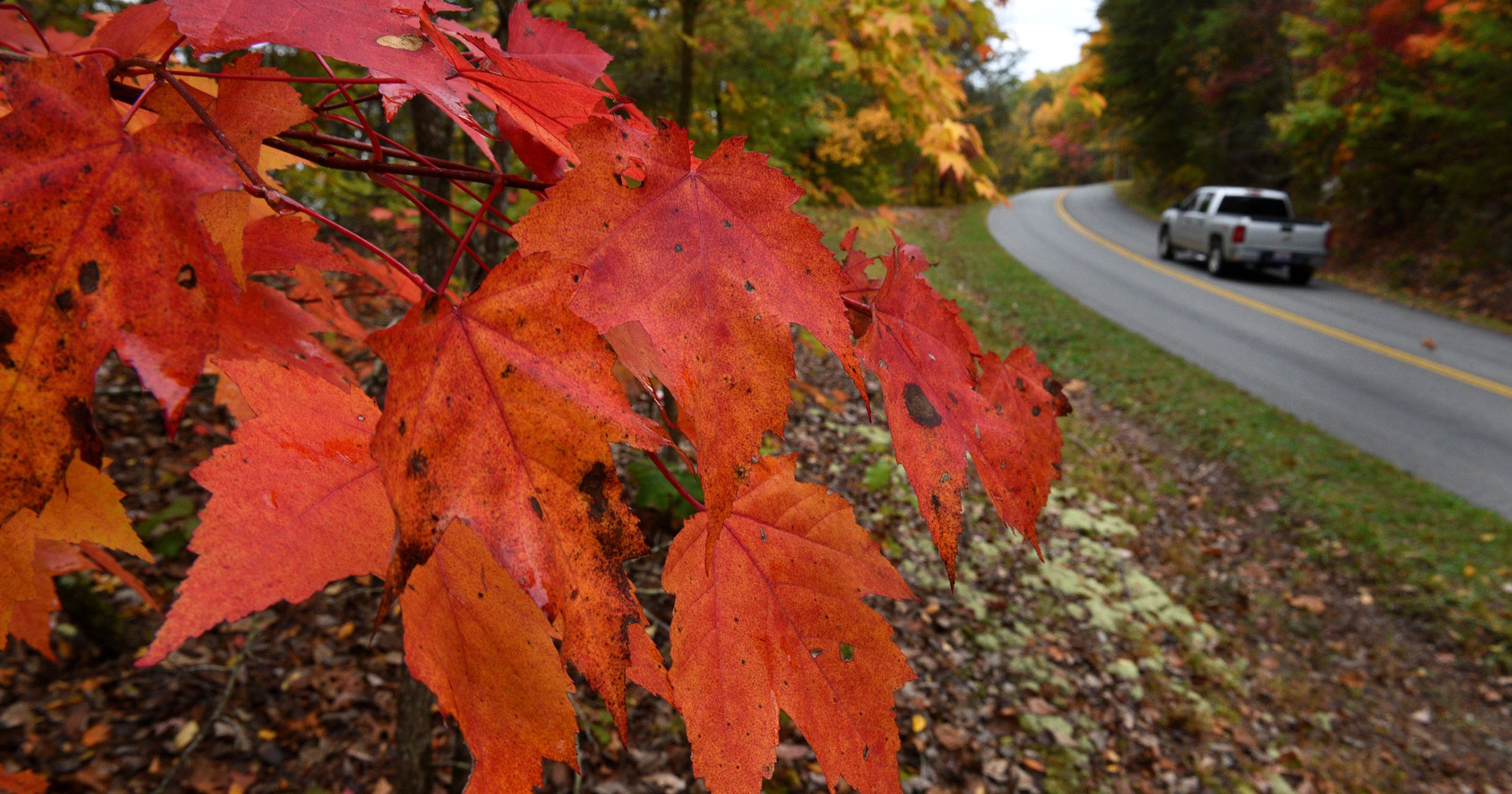 Fall foliage 2017: Where to look in east Tennessee