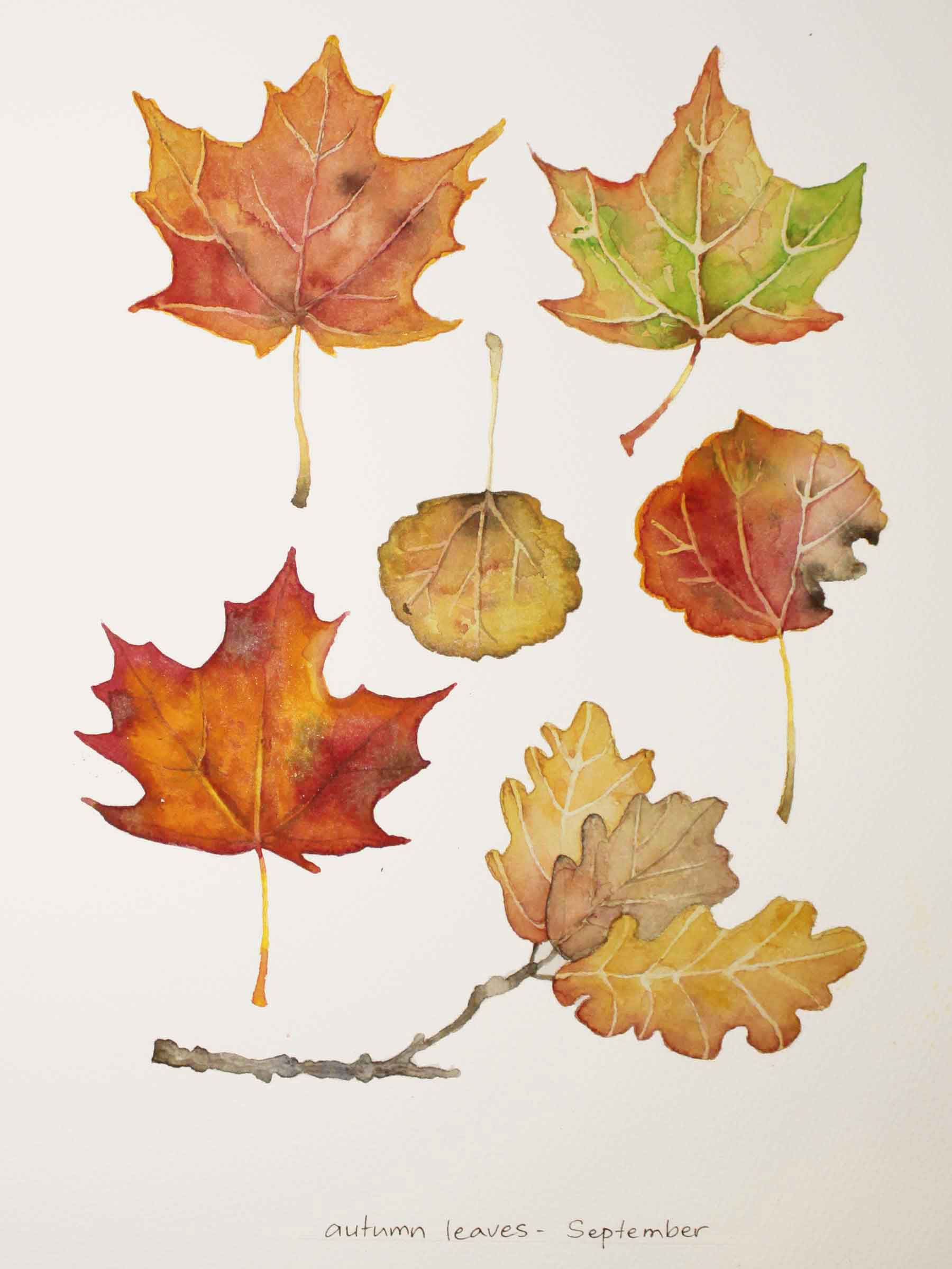 Fall Leaves Drawing at GetDrawings.com | Free for personal use Fall ...