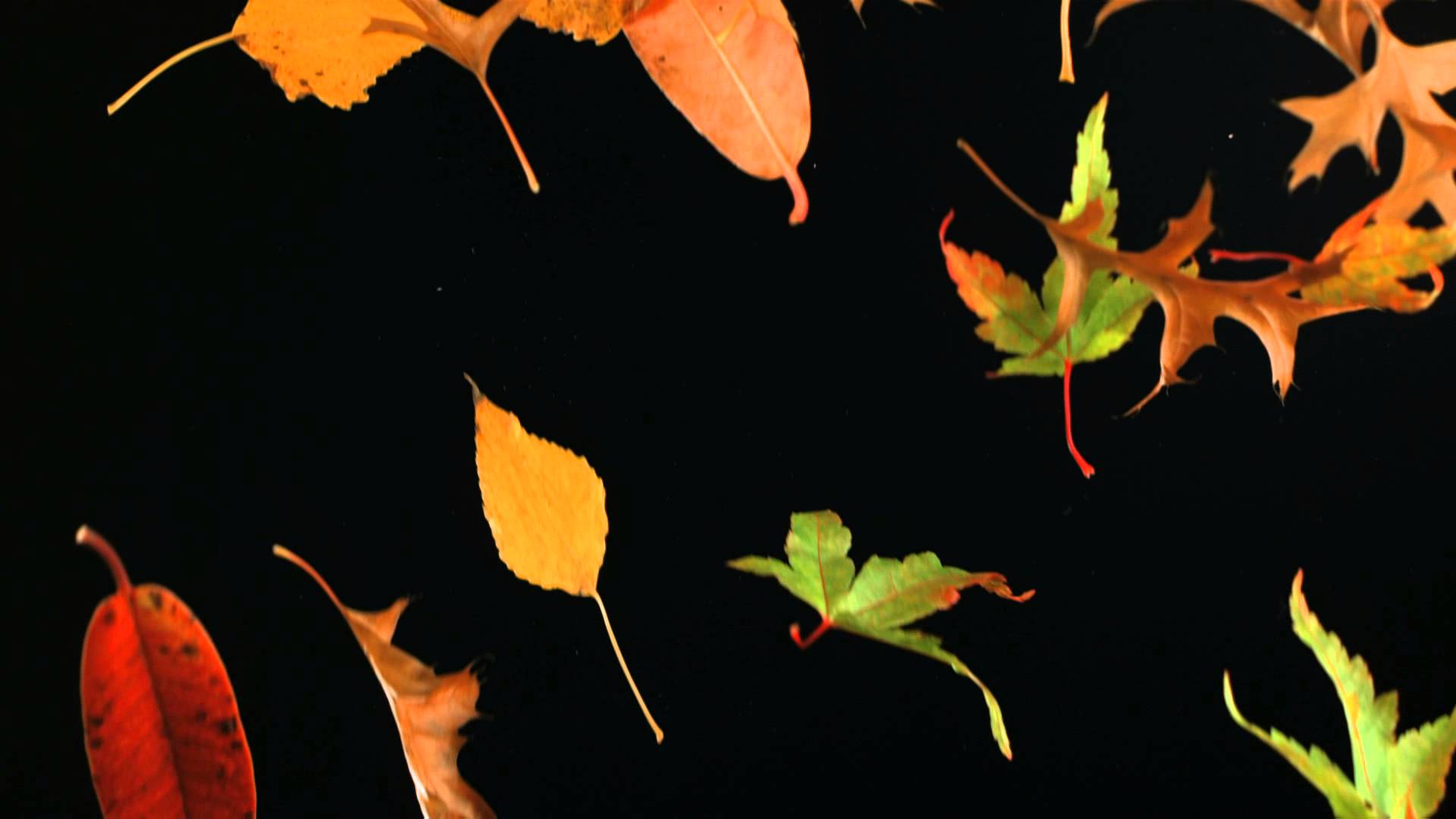 Slow Motion Falling Leaves and Autumn Leaf Fall Shot in Slow Mo High ...