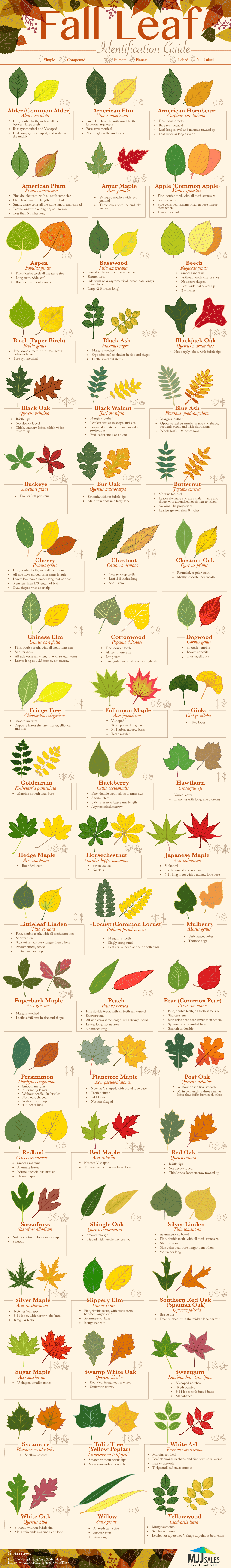 Fall Leaf Identification Guide | MJJSales.com