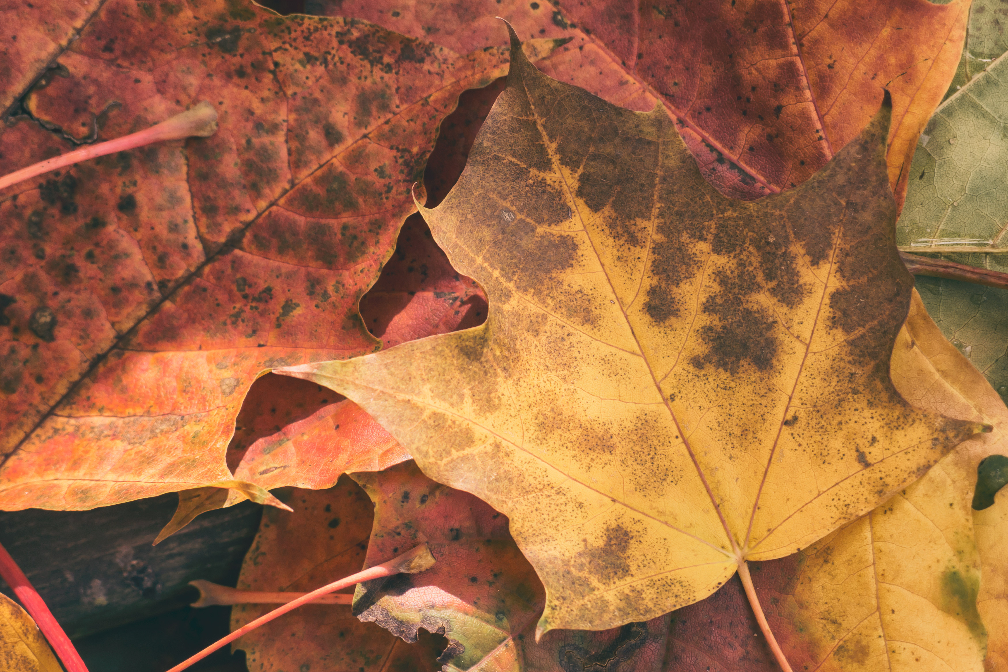 Free Image: Fall Leaves | Libreshot Public Domain Photos