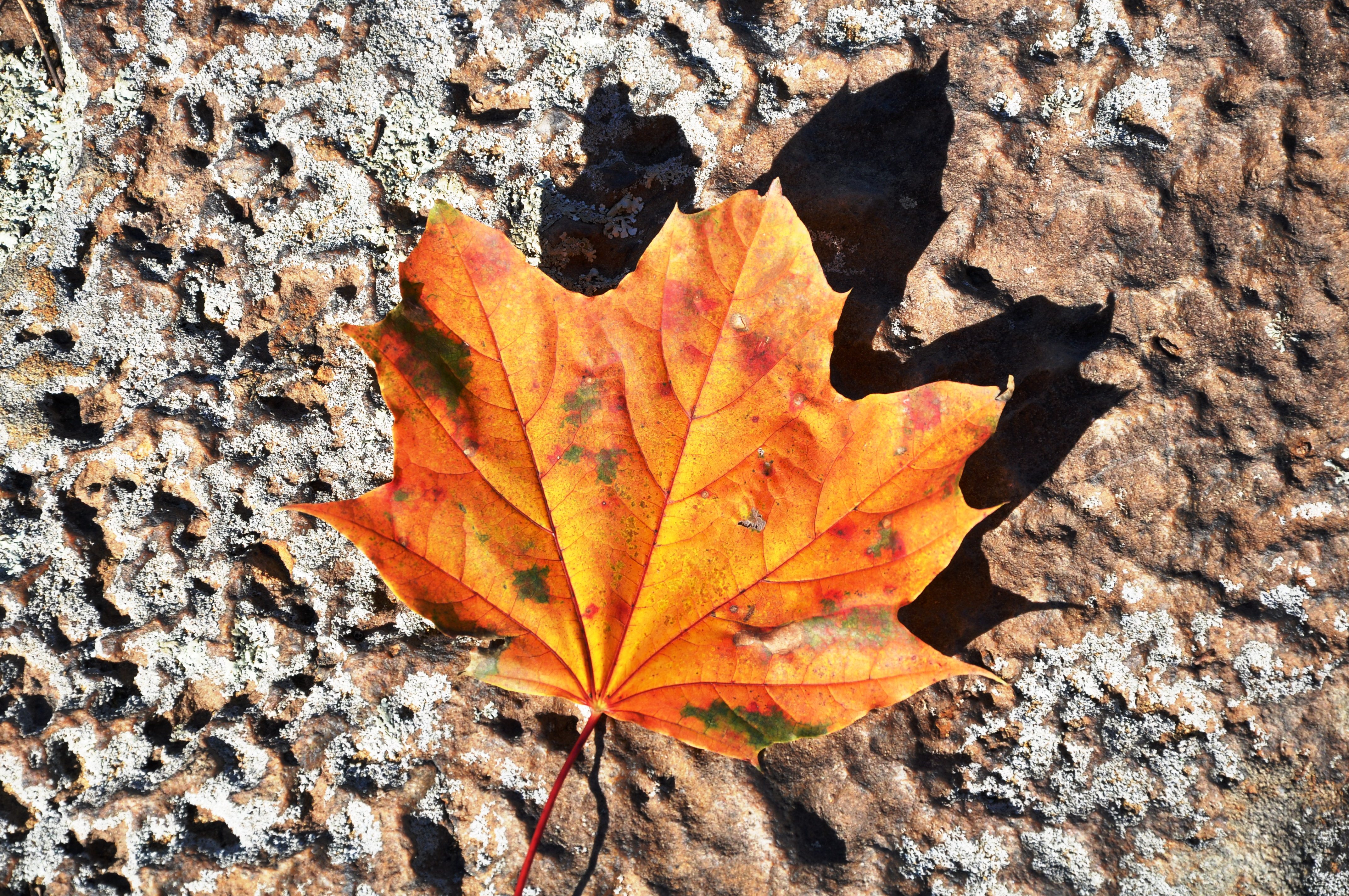 File:Fall leaf.JPG - Wikimedia Commons