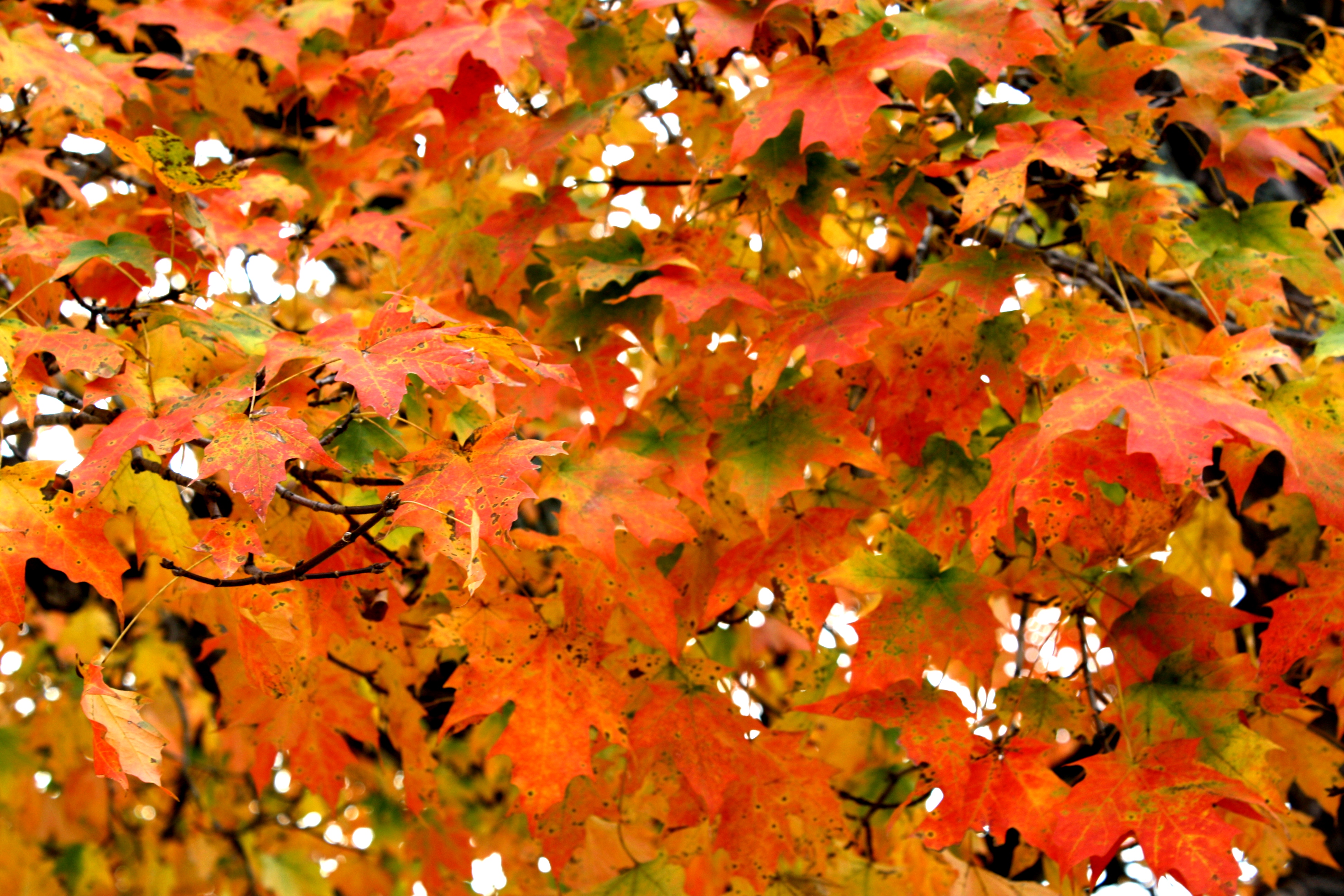 Top 10 Most Colorful Spots for Fall Foliage | Making History