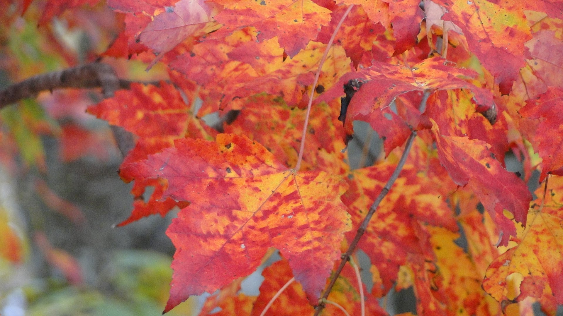 Autumn leaf color, New England fall foliage, Mehdi Falling Leaves ...