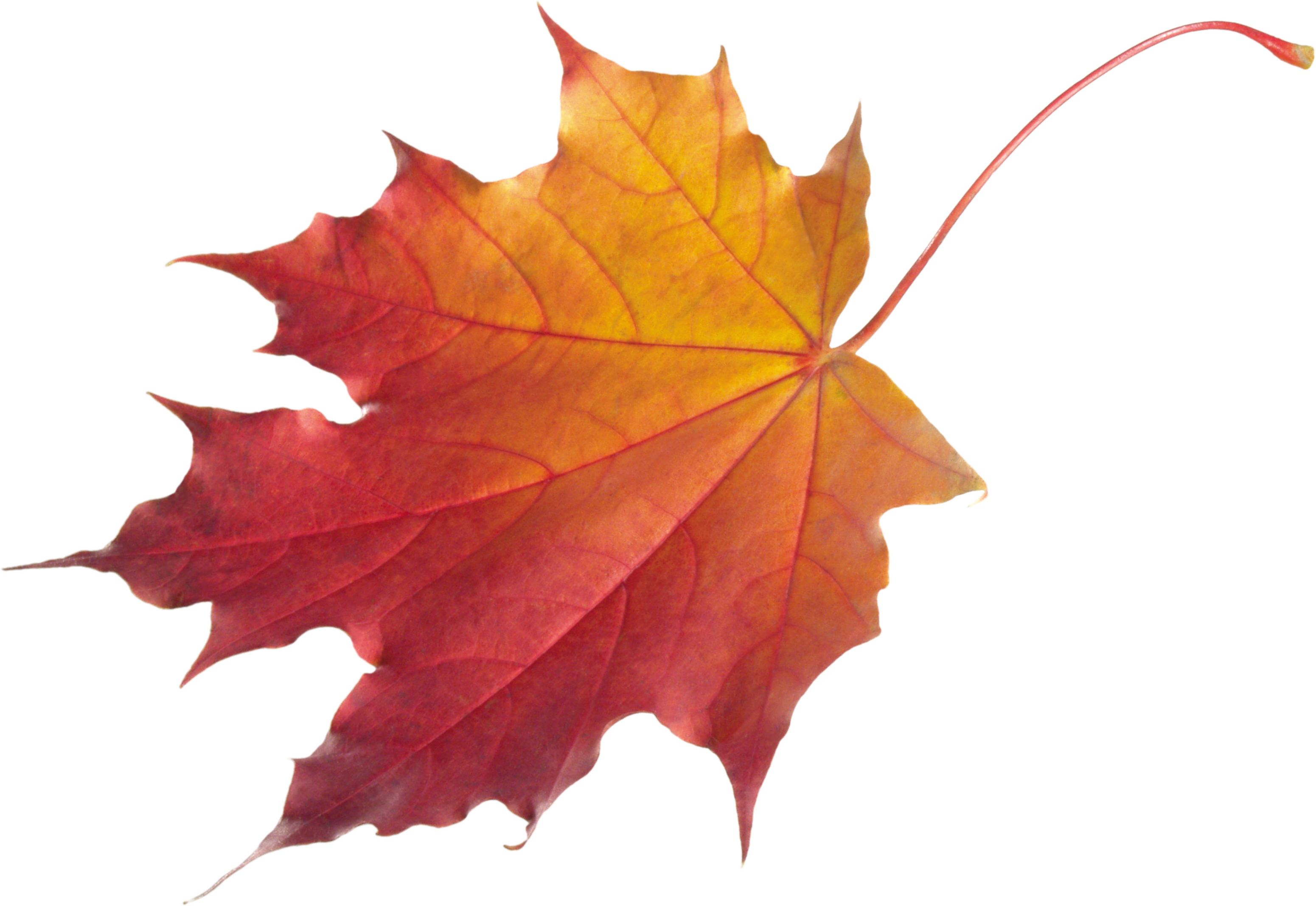 Autumn Leaves HD PNG Transparent Autumn Leaves HD.PNG Images. | PlusPNG