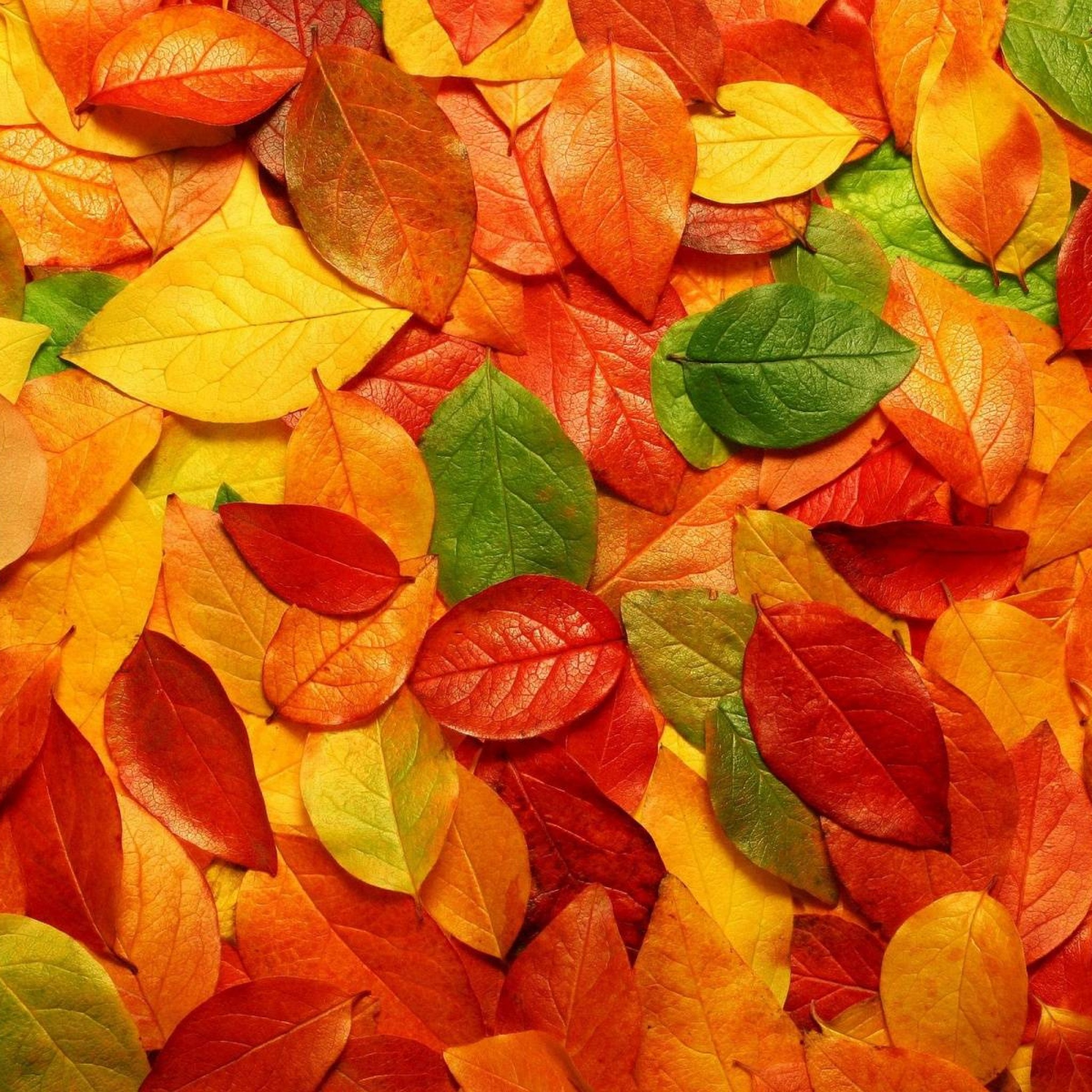 Wallpaper Weekends: Fall Leaves for iPad