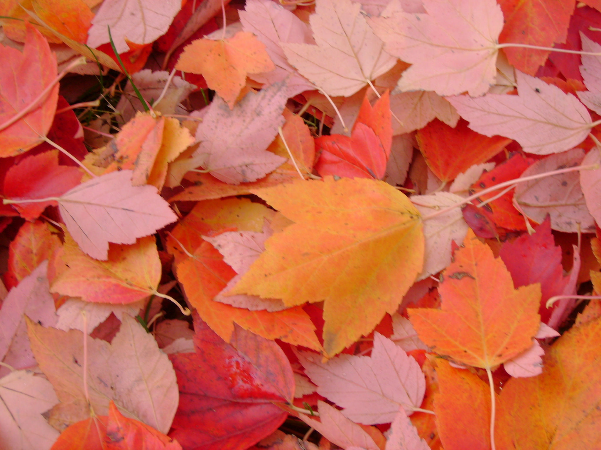 File:Fall Leaves.jpg - Wikimedia Commons
