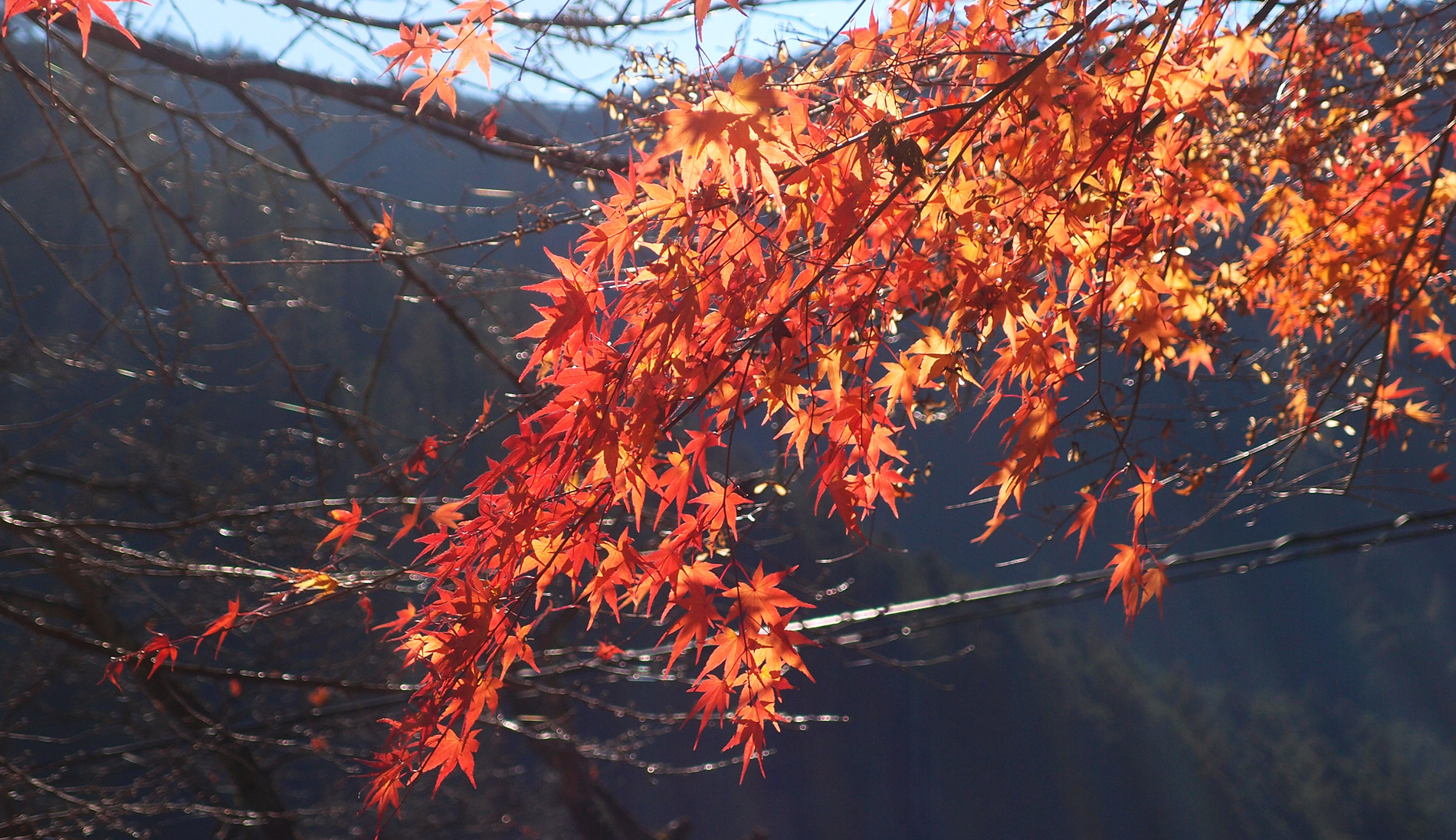 Best places to see autumn leaves in Tokyo | CNN Travel