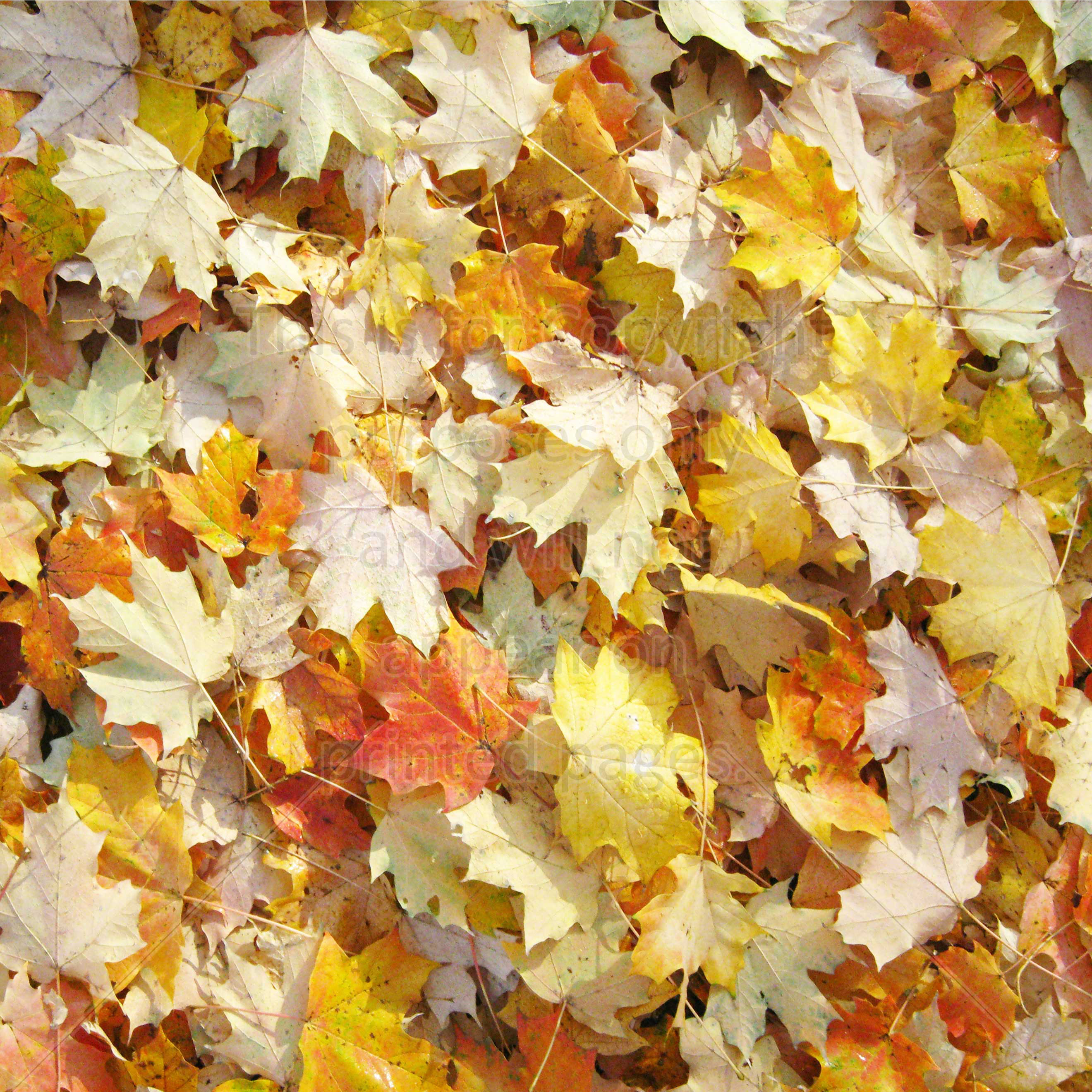 Fall Leaves Photo 02 – SMH Illustration & Design