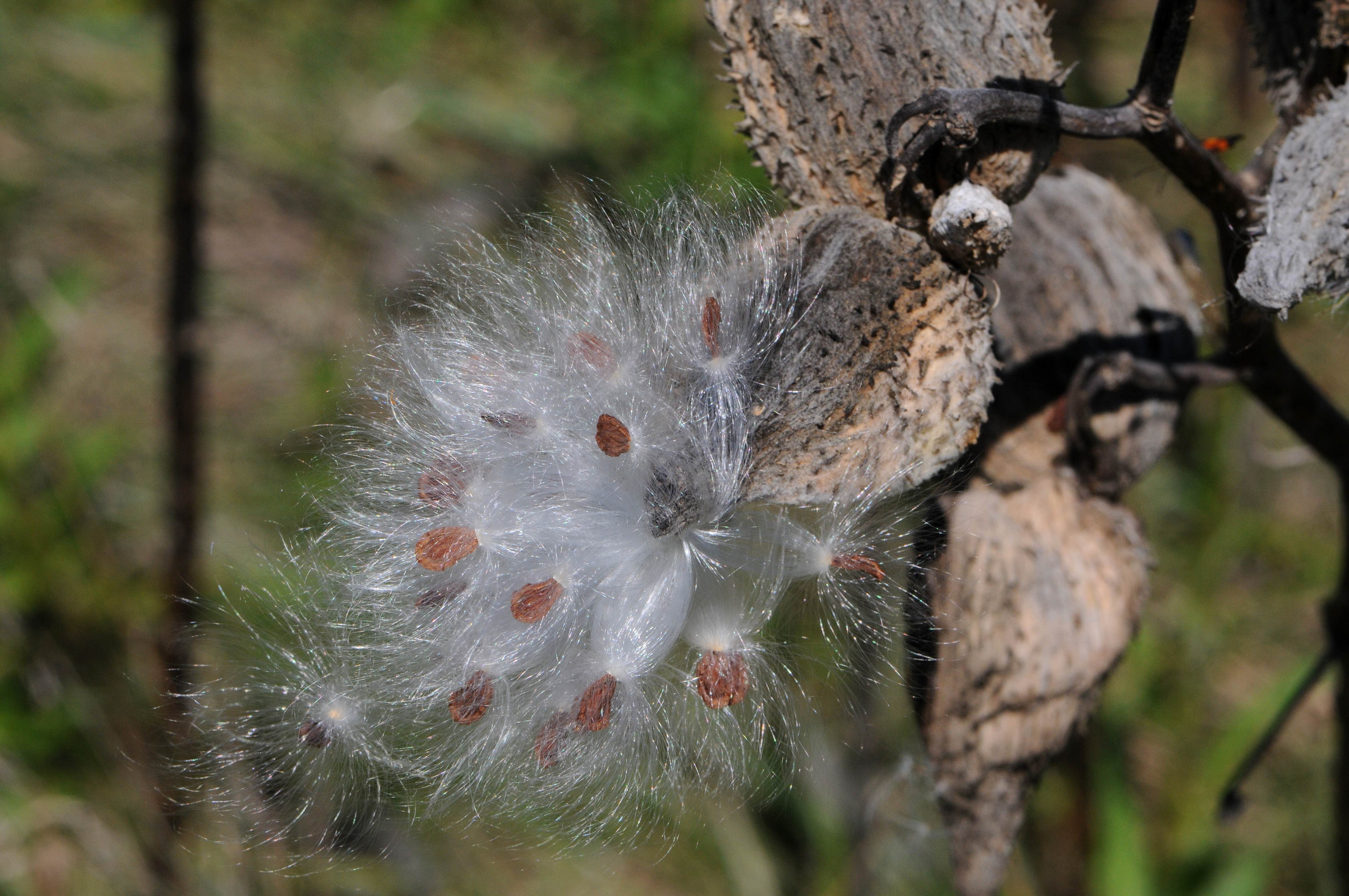 Free picture: milkweed, seeds, blow, fall