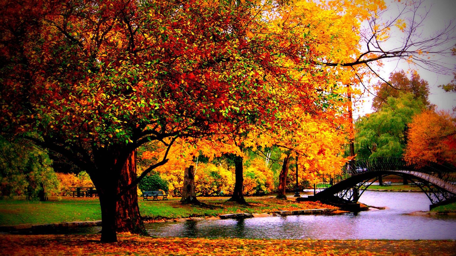 Bridges: Bridge Pond Autumn Park Fall Season Pons Trees Leaves Photo ...