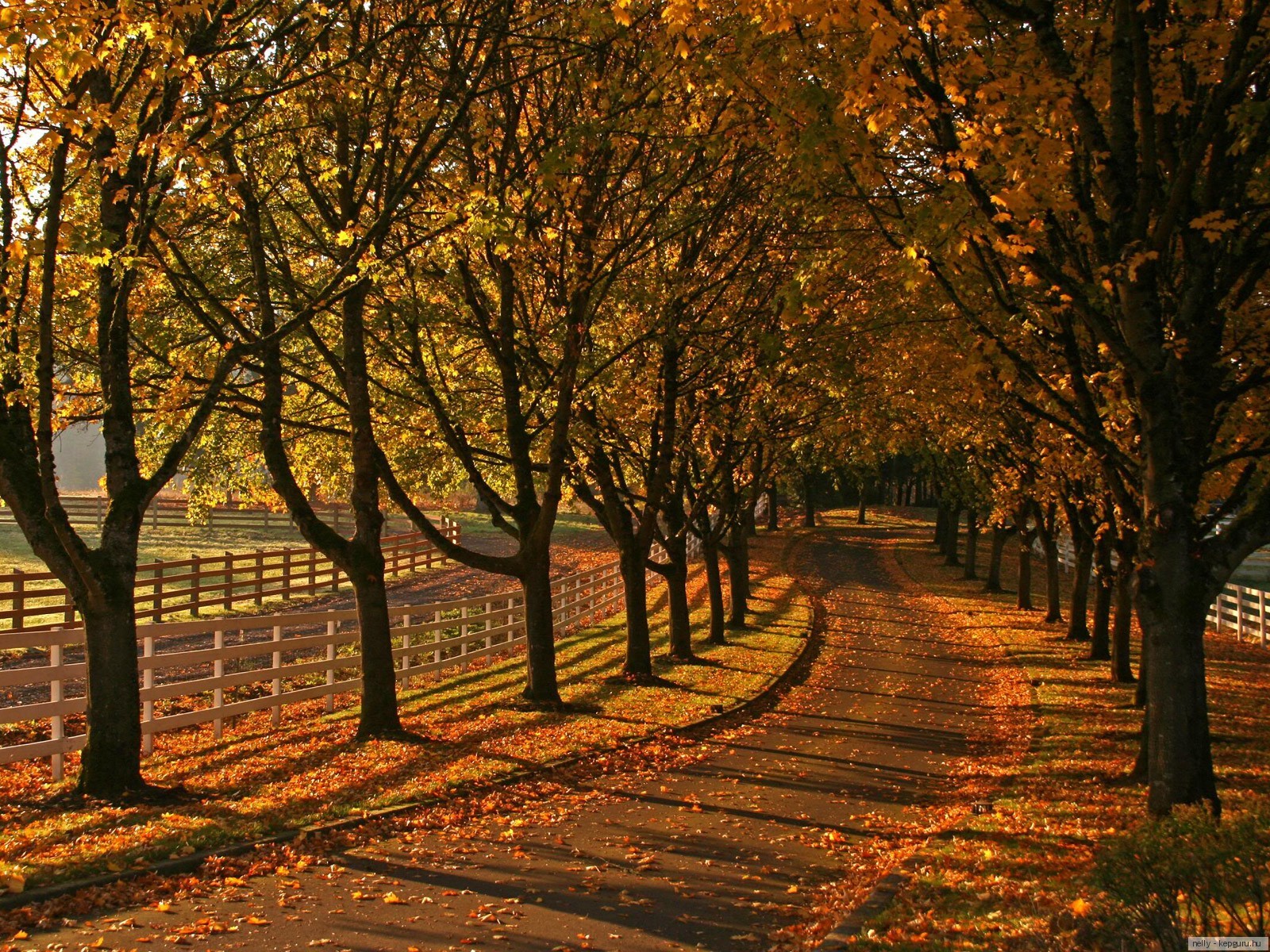 Misc: Fence Trees Nature Fall Scene Road Autumn HD Background for HD ...