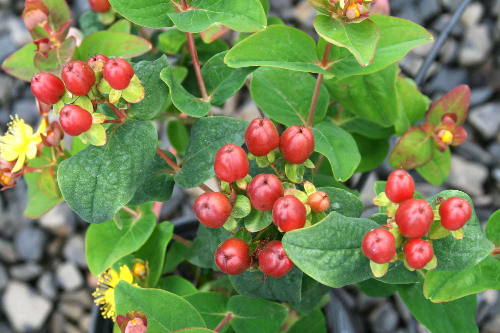 15 New Crops To Extend The Fall Season [Slideshow] - Greenhouse Grower