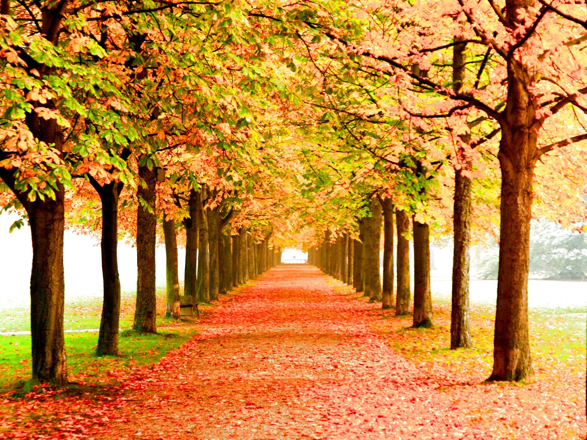 Leaves: Season Landscape Color Autumn Fall Forest Leaves Seasons ...
