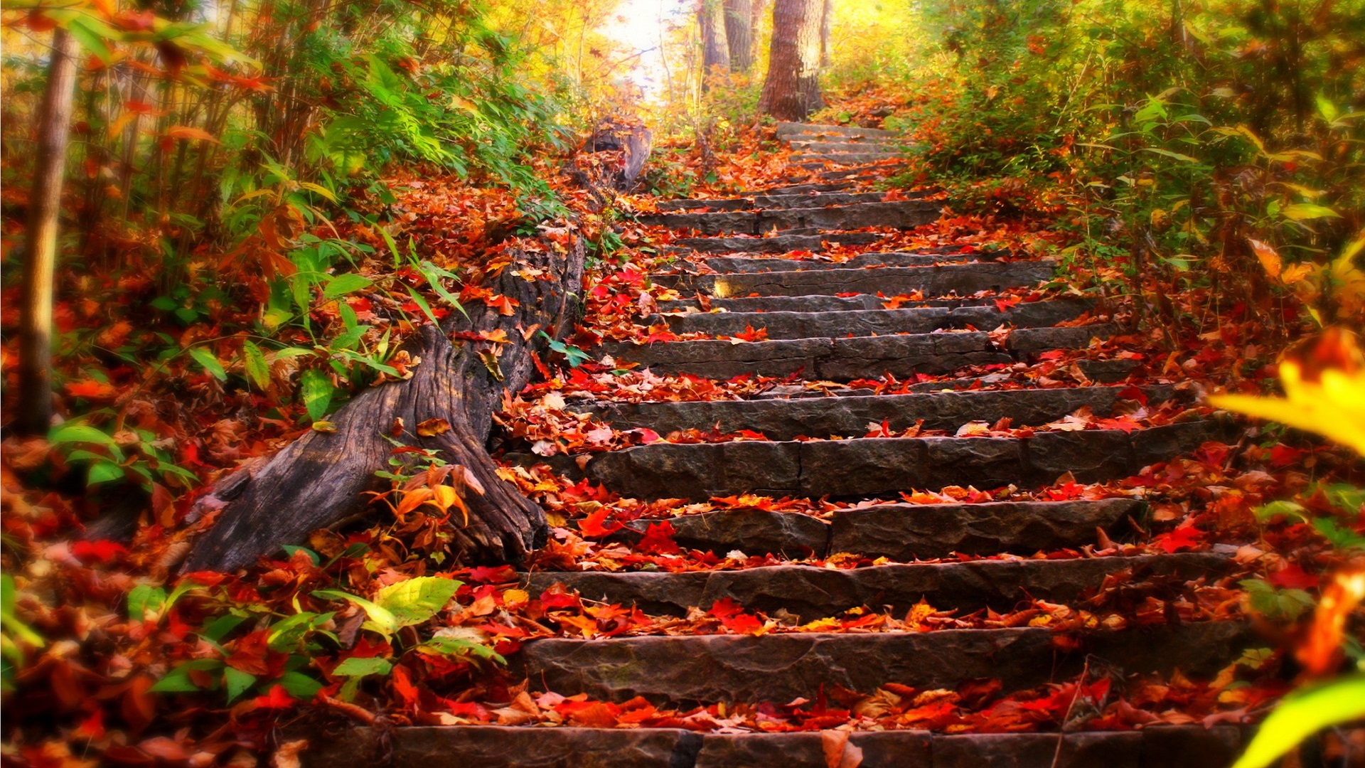nature-wallpapers-best-autumn-pictures-wallpaper-33937 - HD Wallpaper