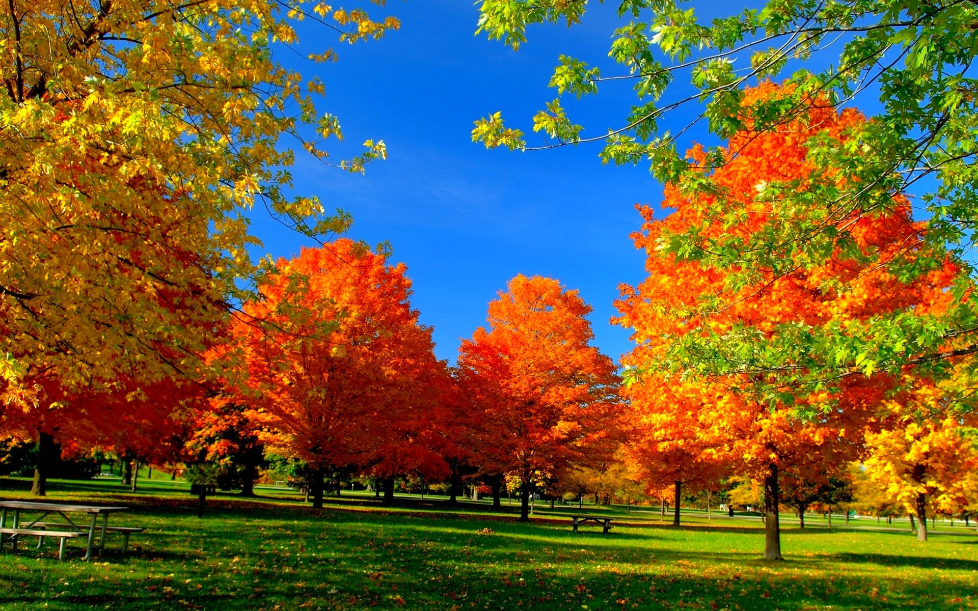 leaf, seasons, forest,autumn, fresh, leaves, windows desktop images ...