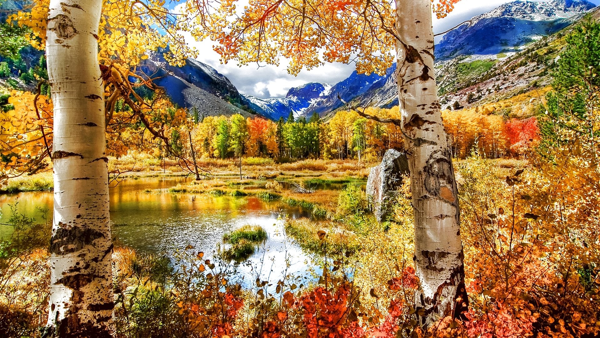 Leaves: Landscape Leaf Leaves Color Seasons Tree Season Fall Nature ...