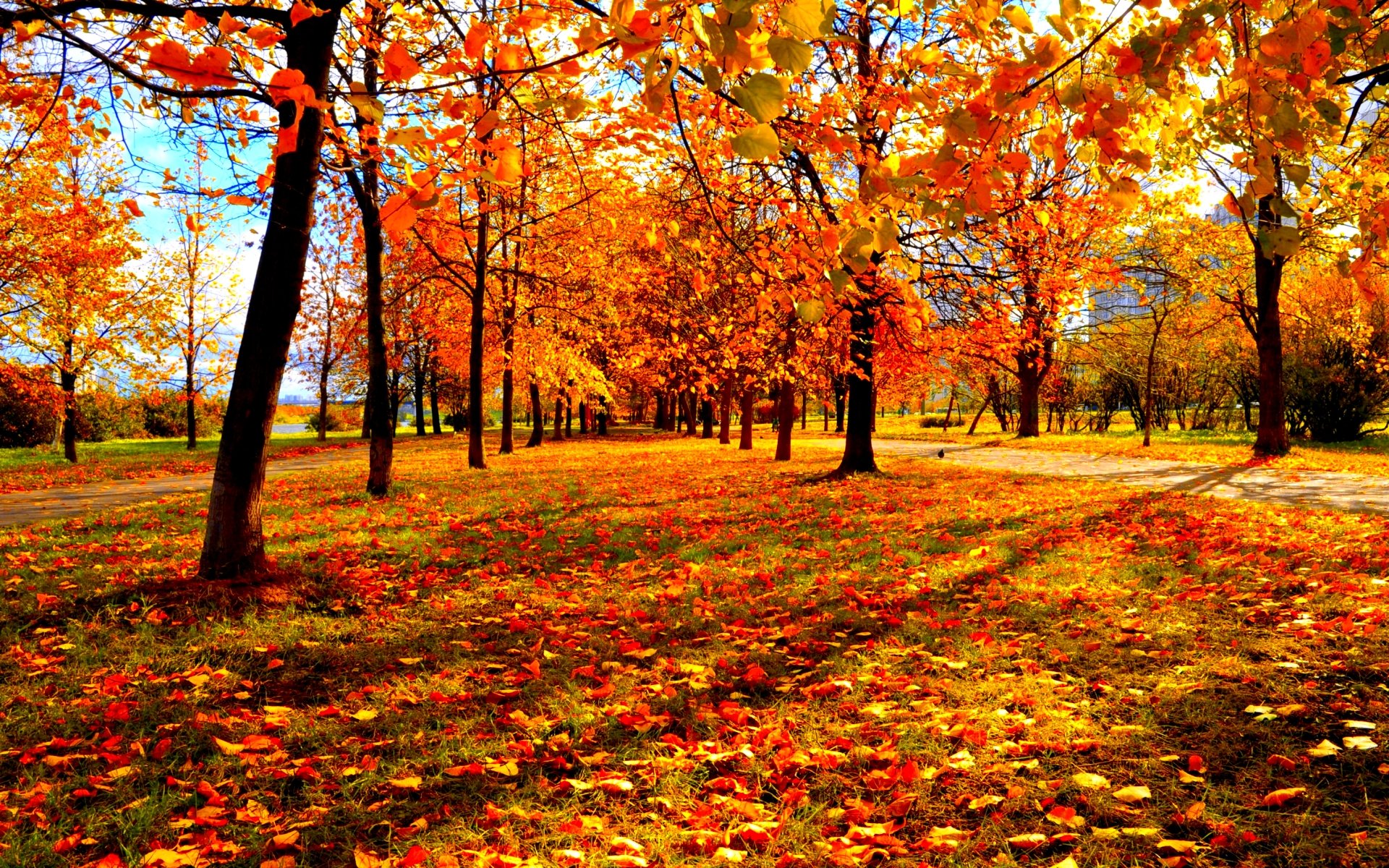 Autumn fall season nature landscape leaf leaves color seasons tree ...