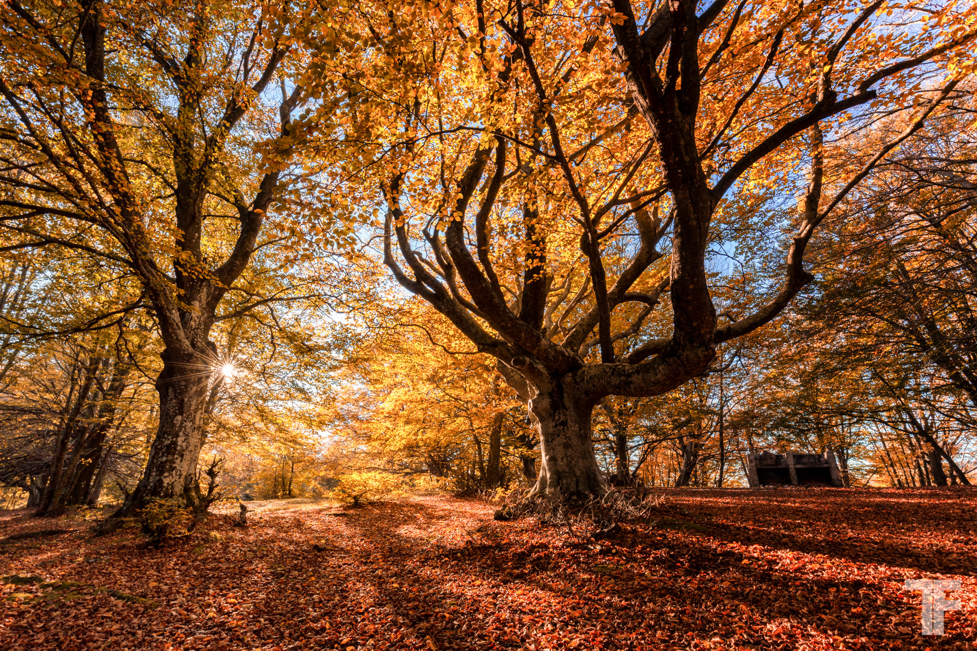 Fall Season Foliage Nature Gallery Portfolio - Thomas Farina