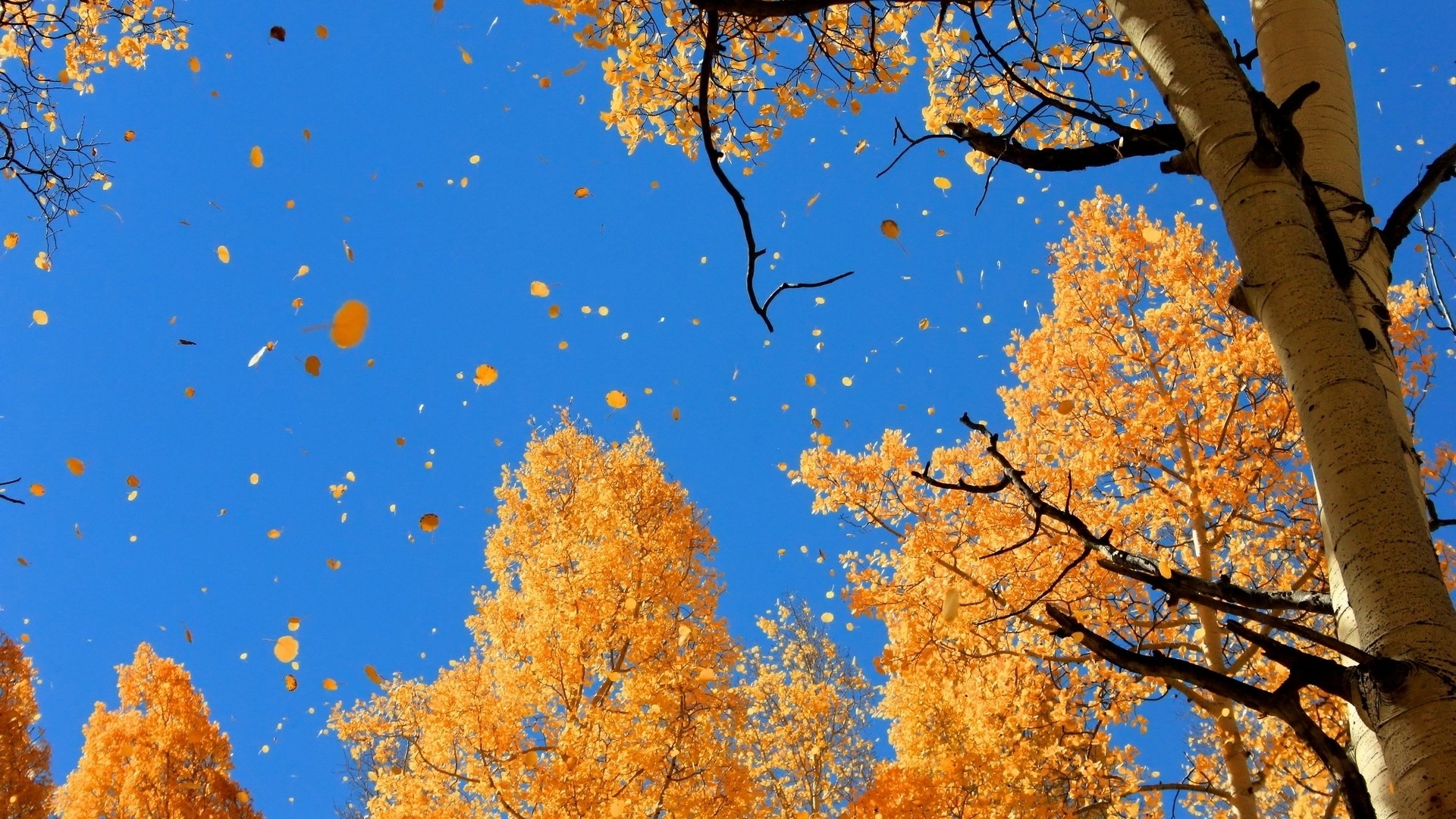 Other: Falling Leaves Yellow Autumn Branches Fall Sky Trees Dual ...