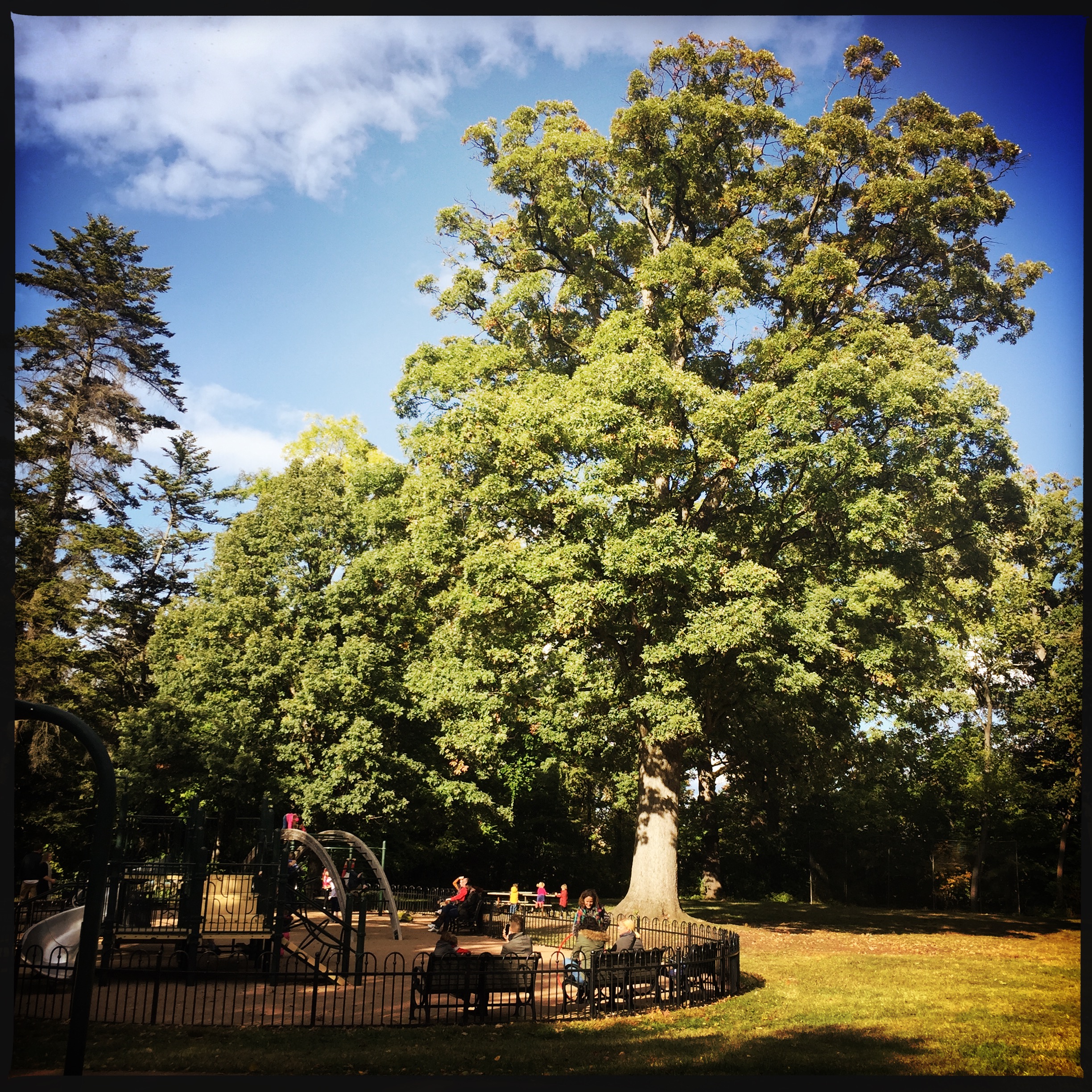 Know Your Trees: Oaks | The Georgetown Metropolitan