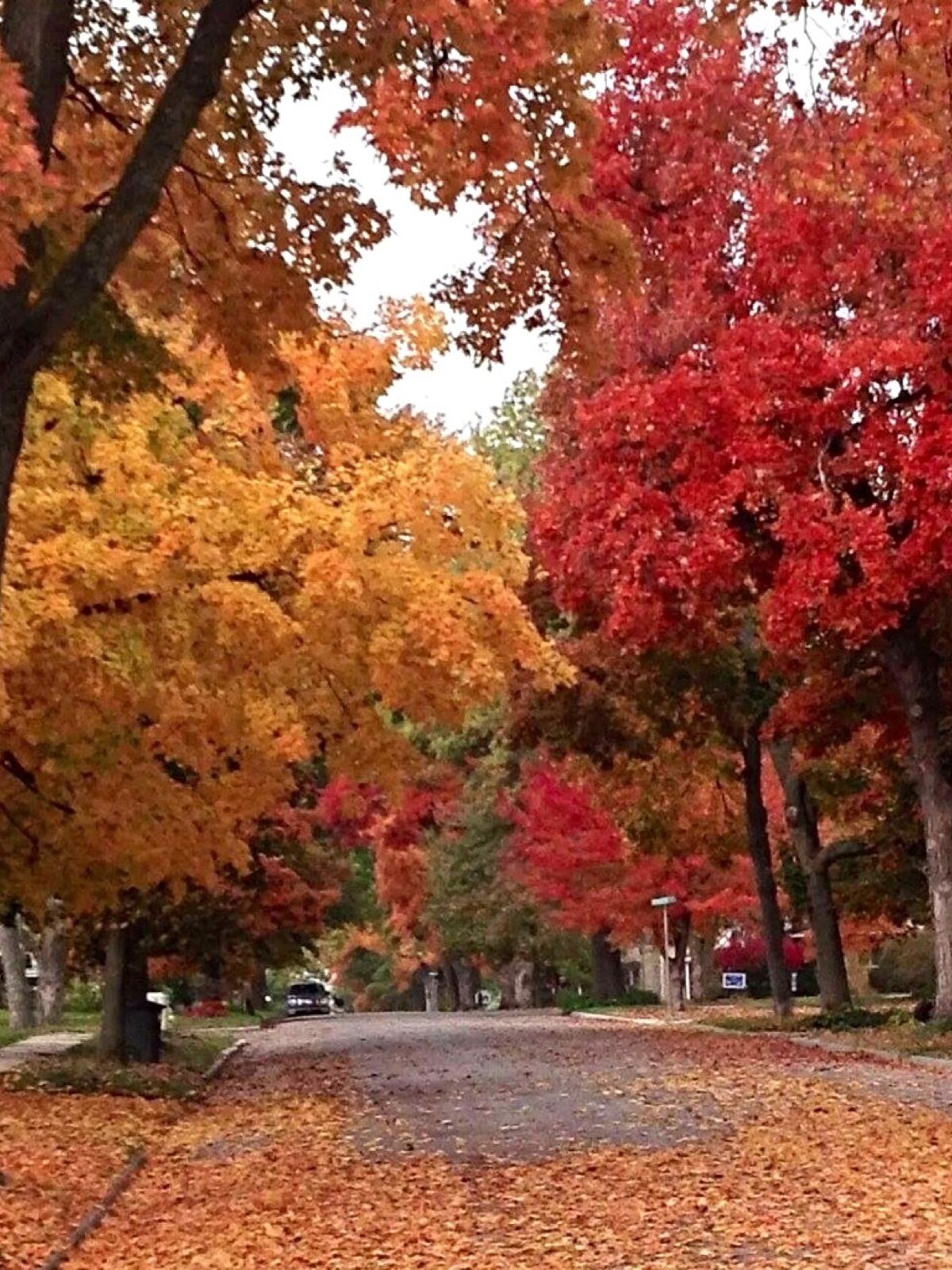 Beautiful Maple Trees Line the Streets in Hiawatha Kansas | All ...