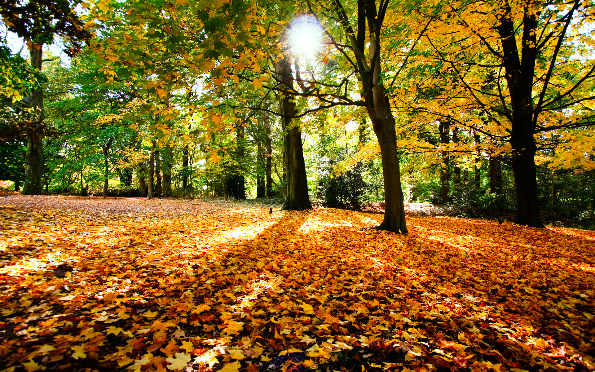 Autumn Leaves Falling Down HD Wallpaper, Background Images