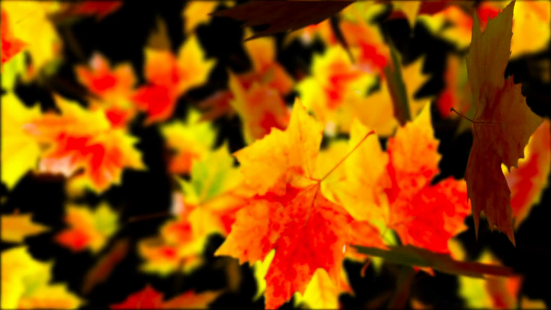 Falling Autumn Leaves. Abstract Loopable Background Stock Video ...