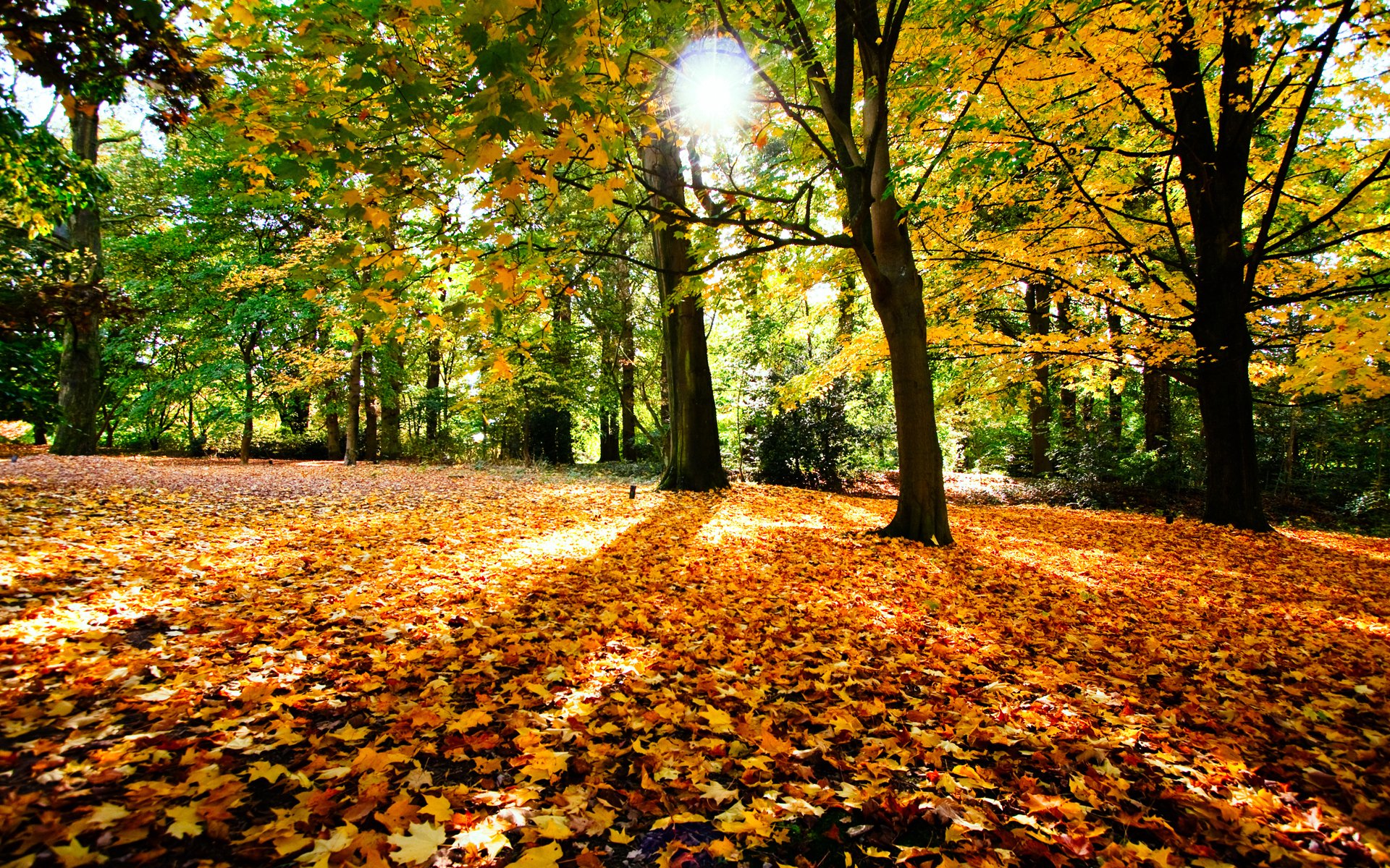 Autumn Leaves Falling - WallDevil