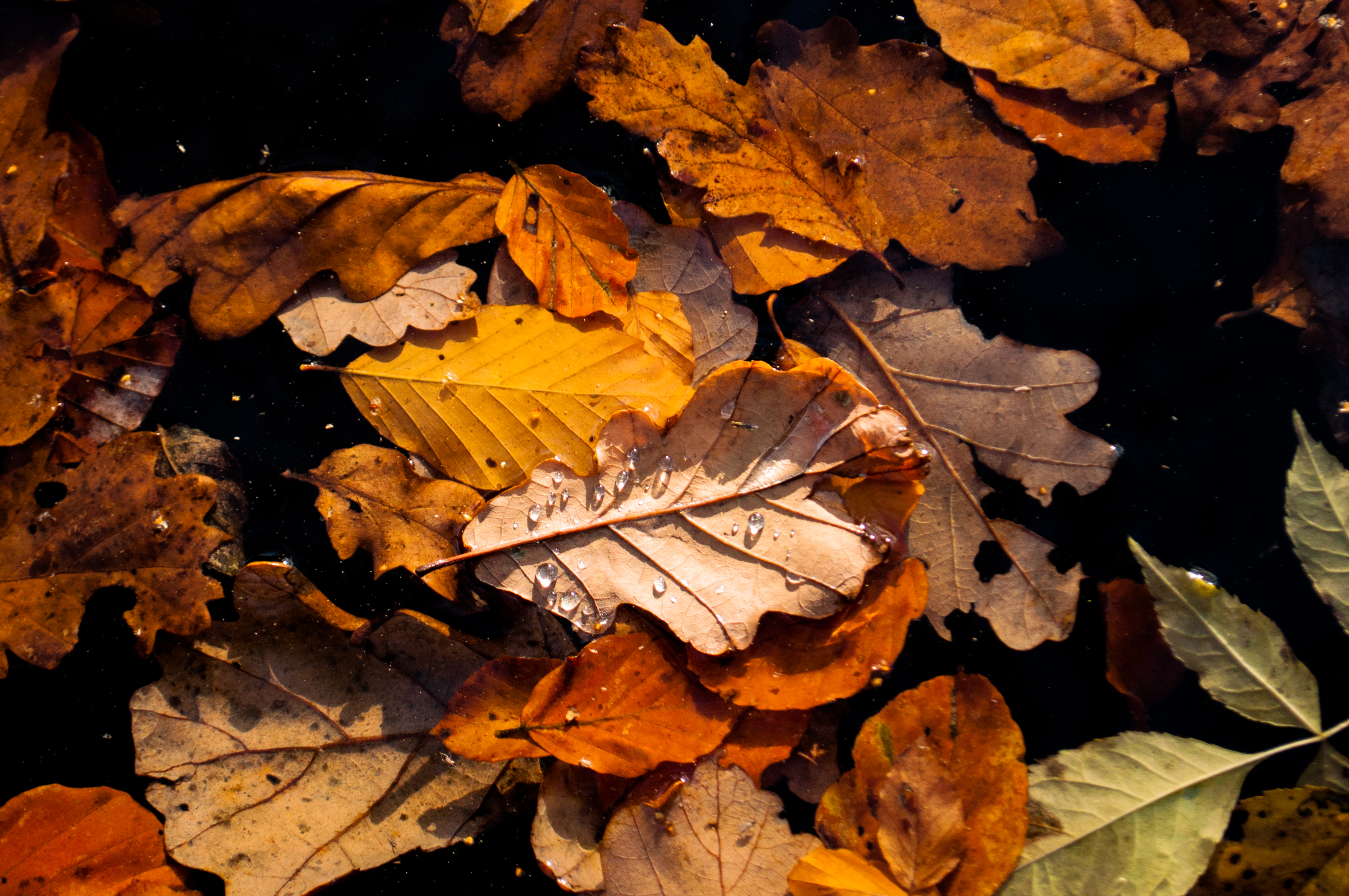 Chinese scientists create supercapacitors from fallen autumn leaves