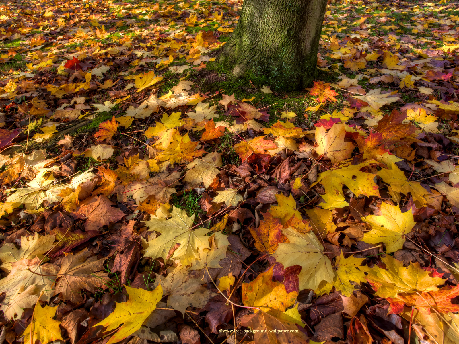 Fallen Autumn Leaves Fall Trees Background - 1600x1200 pixels
