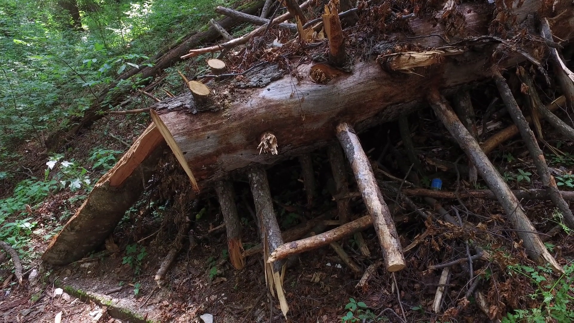 Fallen tree with broken branches and dead leafs in deep forest ...