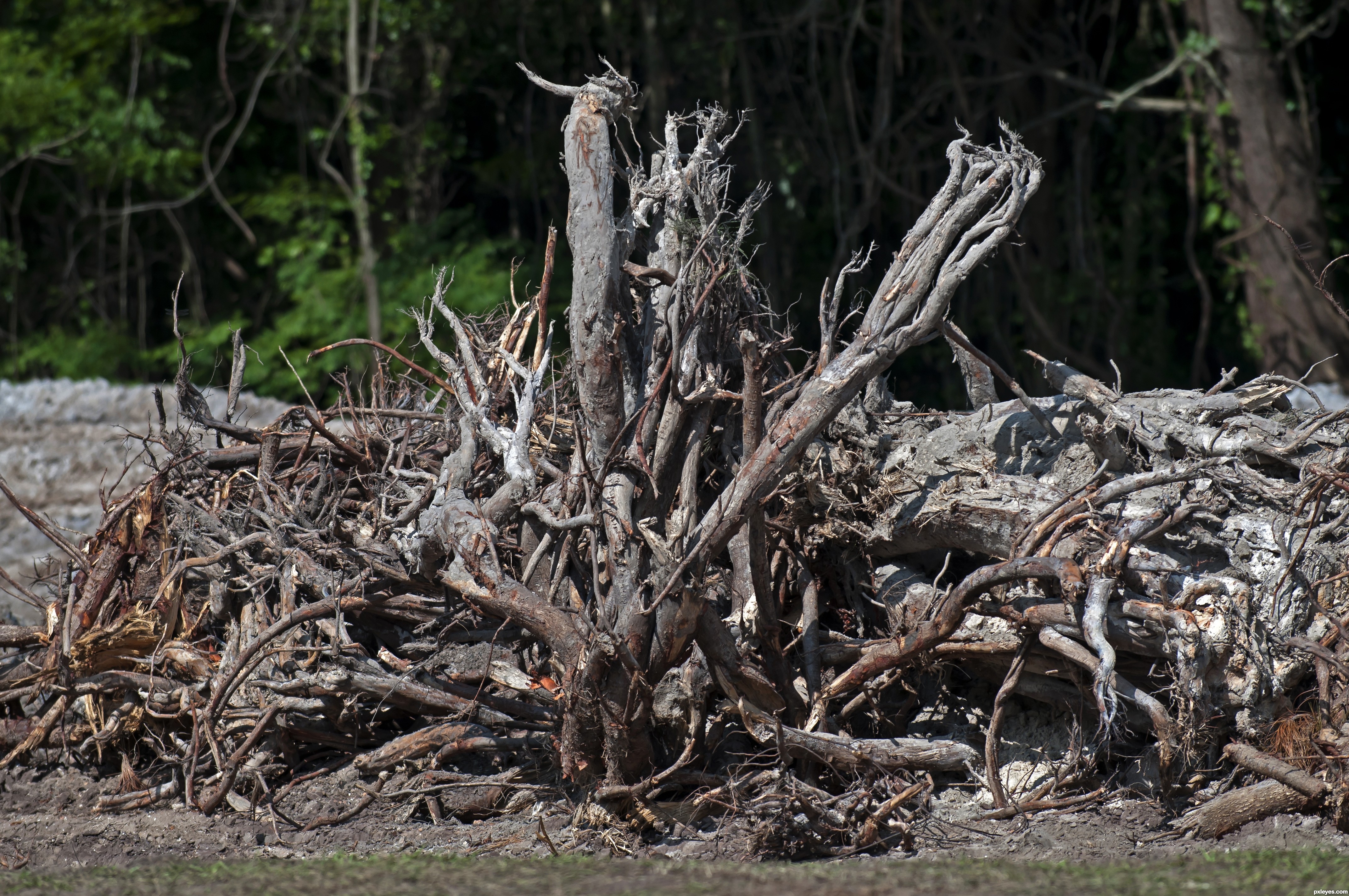 Dead tree parts picture, by Remsphoto for: dead trees photography ...