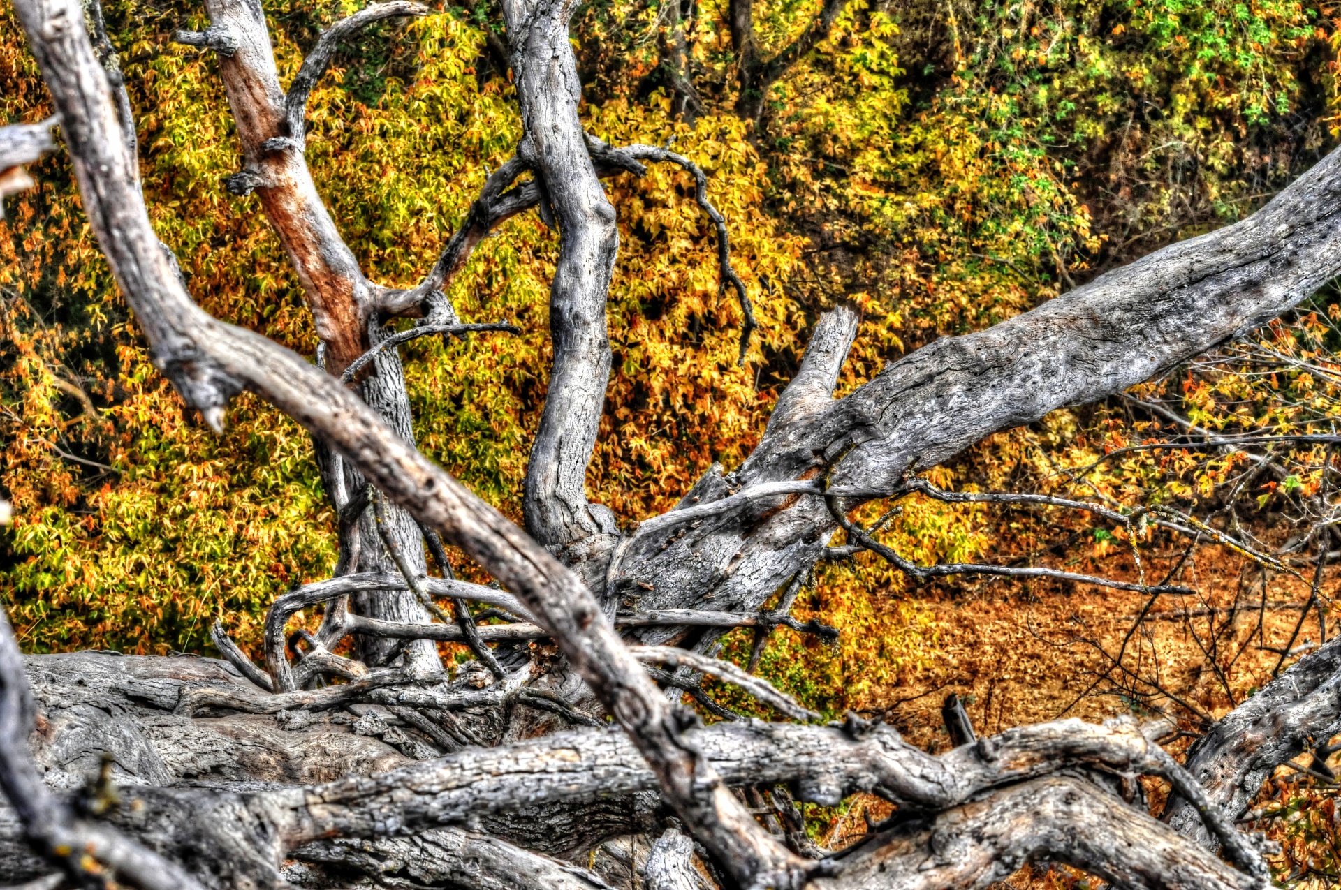 Fallen Dead Tree Branches Free Stock Photo - Public Domain Pictures