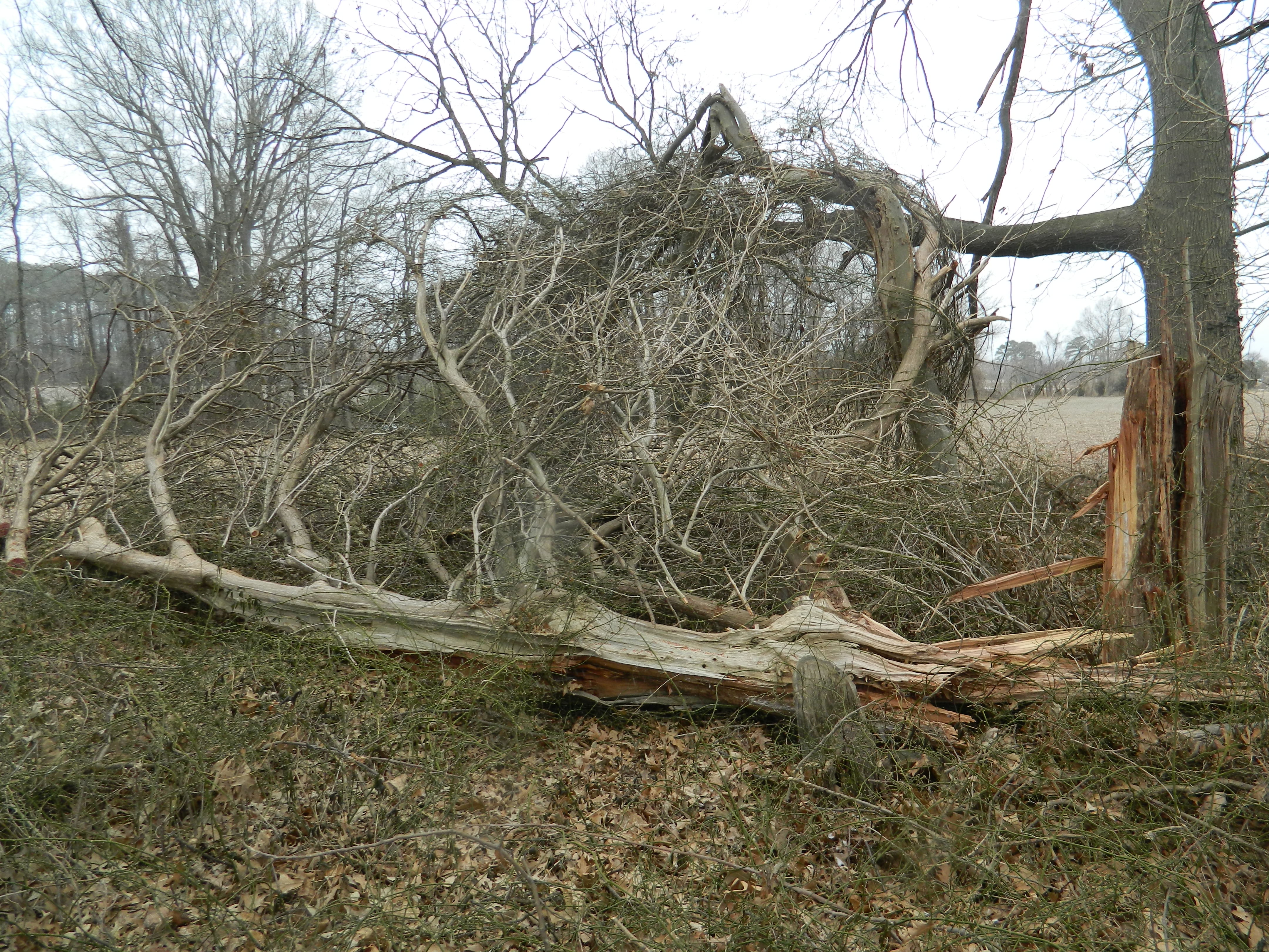 Cutting up a dead tree that is already down | Glory Garden