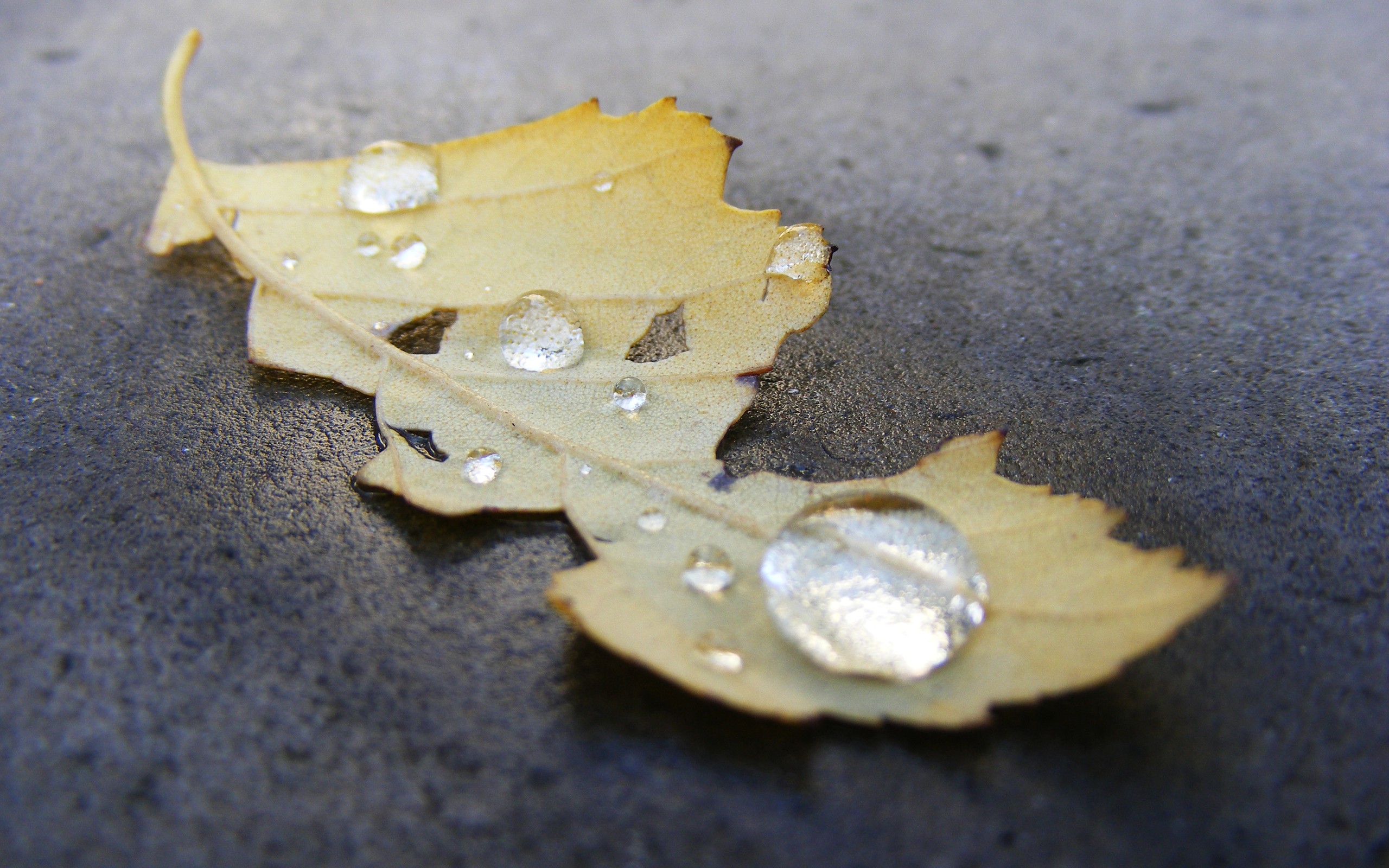 Leaves: Drops Leaves Nature Water Fallen Places Hd Pictures for HD ...