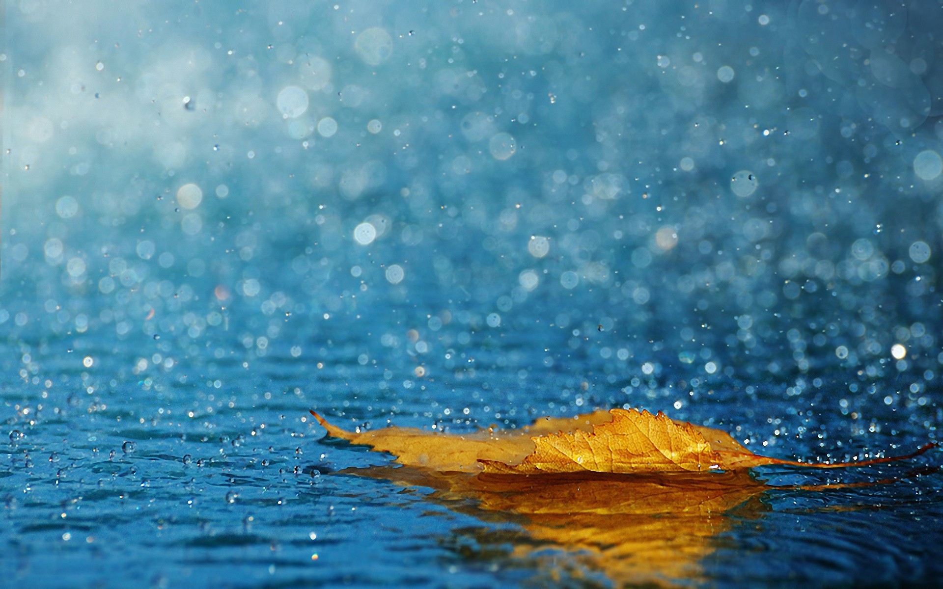 Leaves: Drops Fallen Water Leaves Full Hd Images Nature for HD 16:9 ...