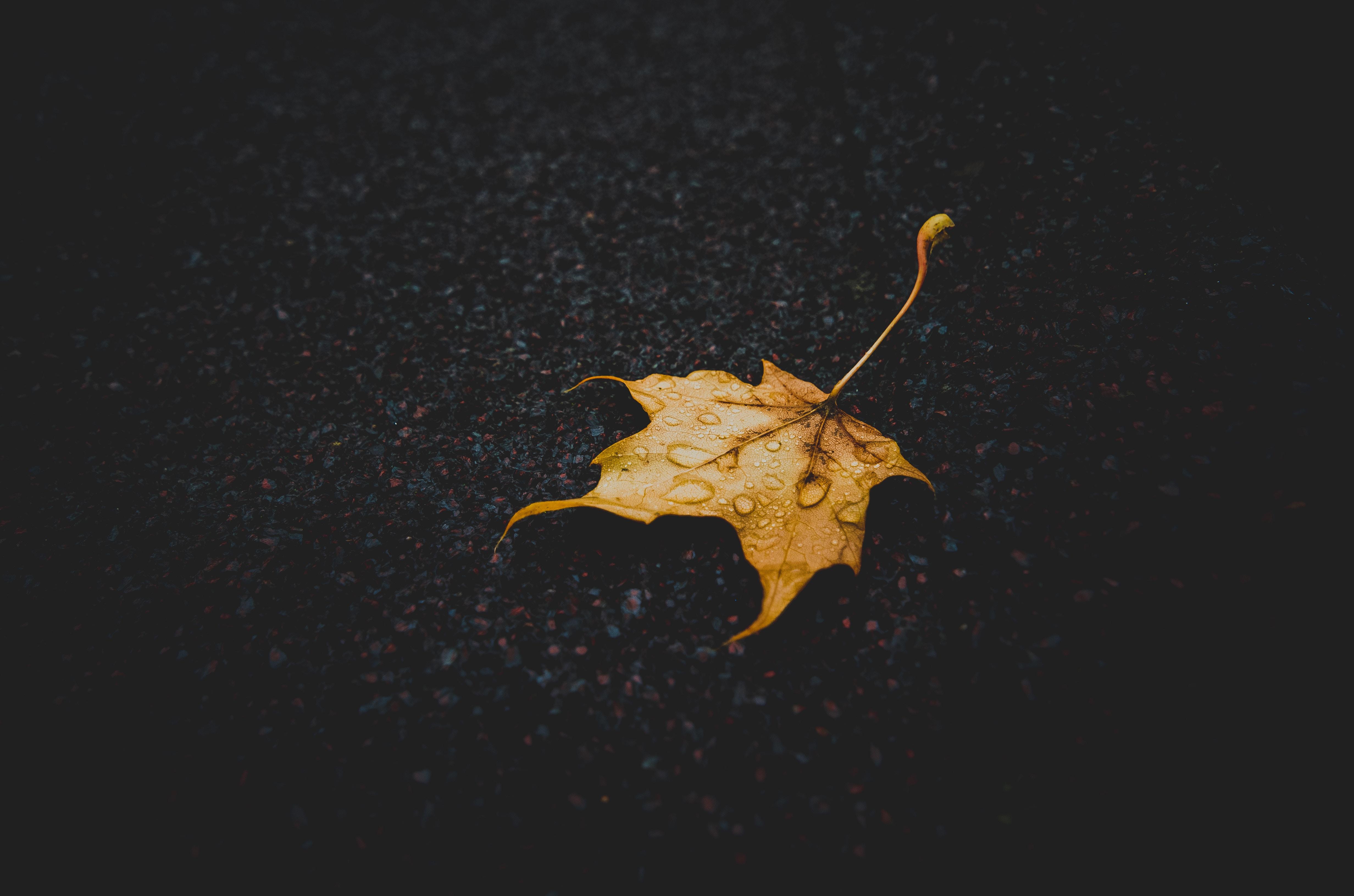 wallpaper leaf, maple, dry, fallen, drops HD : Widescreen : High ...