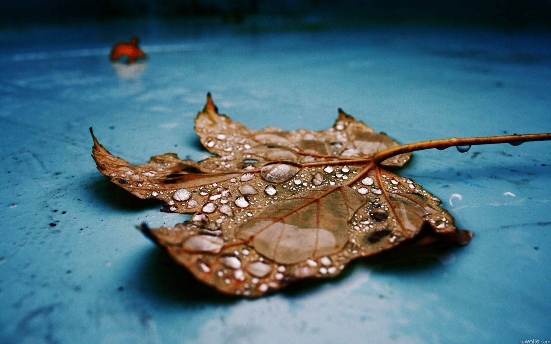 Nature Leaves Water Drops Fallen Leaves - [1920 x 1200]