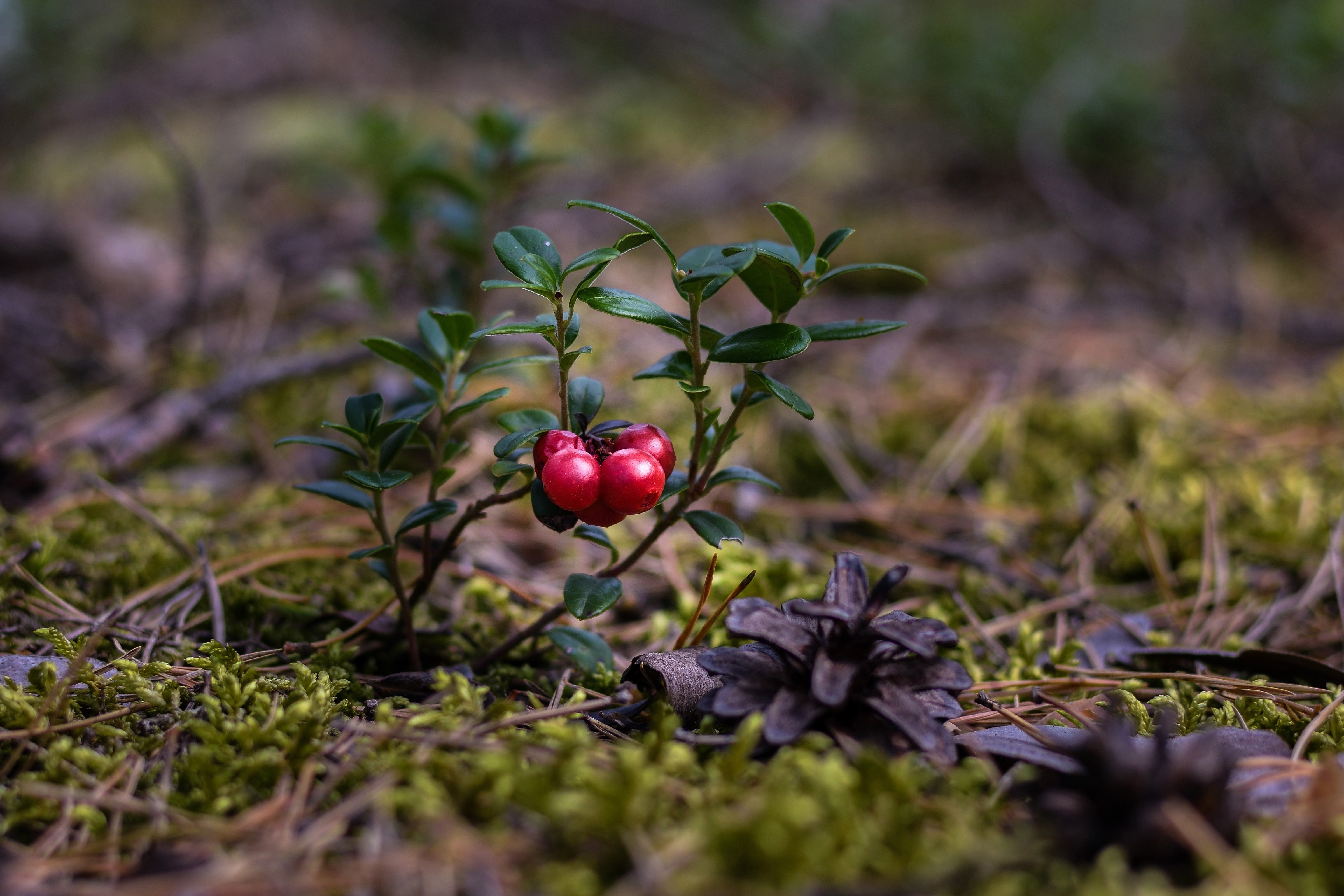 Red berries of cranberries on the grass with dry fallen pine cones ...