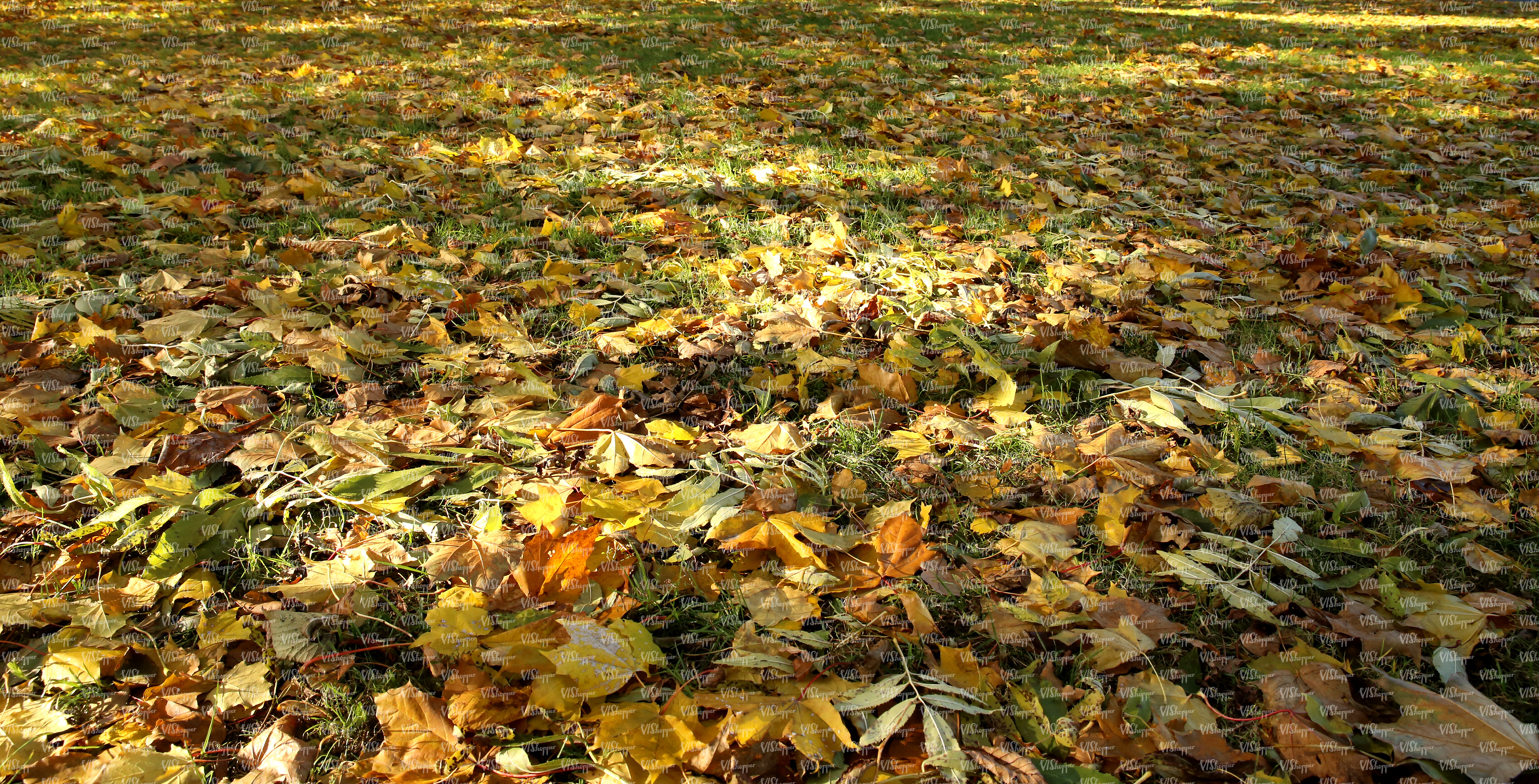 grass ground with autumn leaves - ground textures - VIShopper