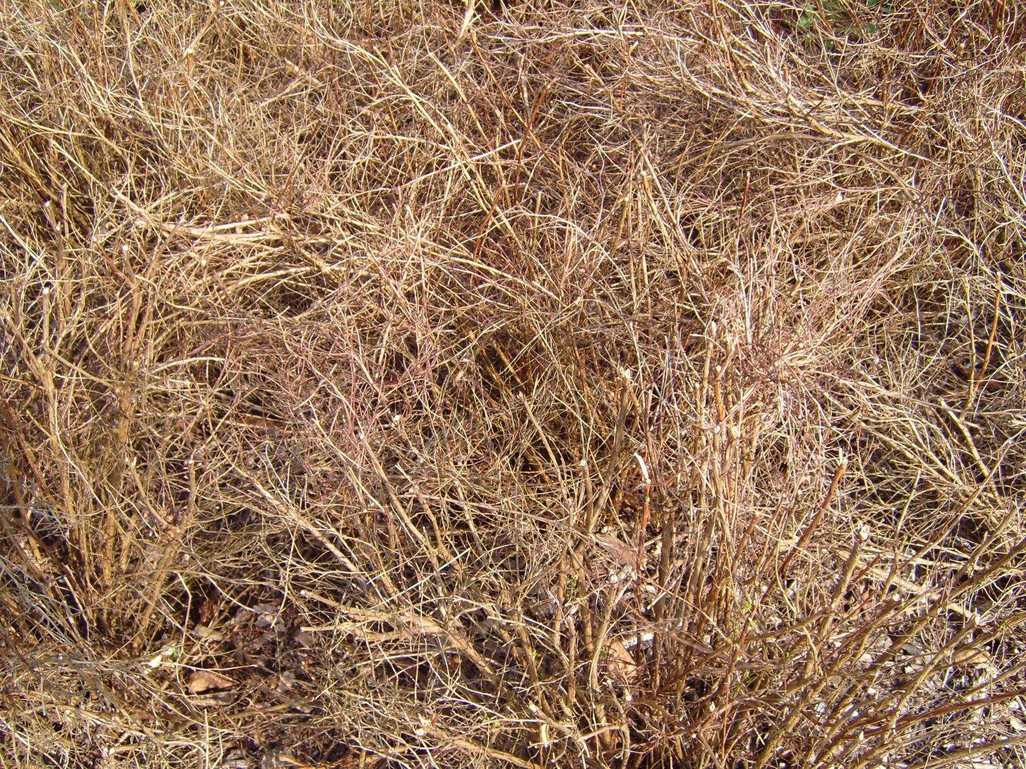 Free picture: dry, grass