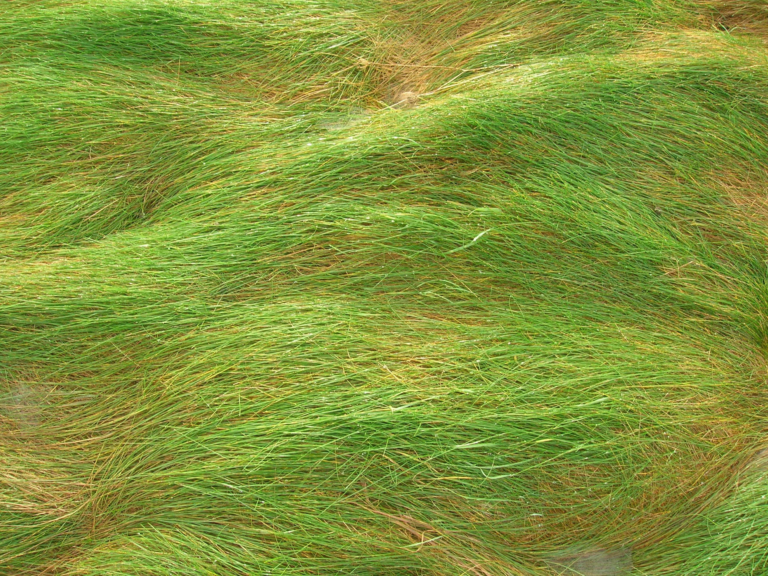 fallen over directional grass | grass | Pinterest | Grasses