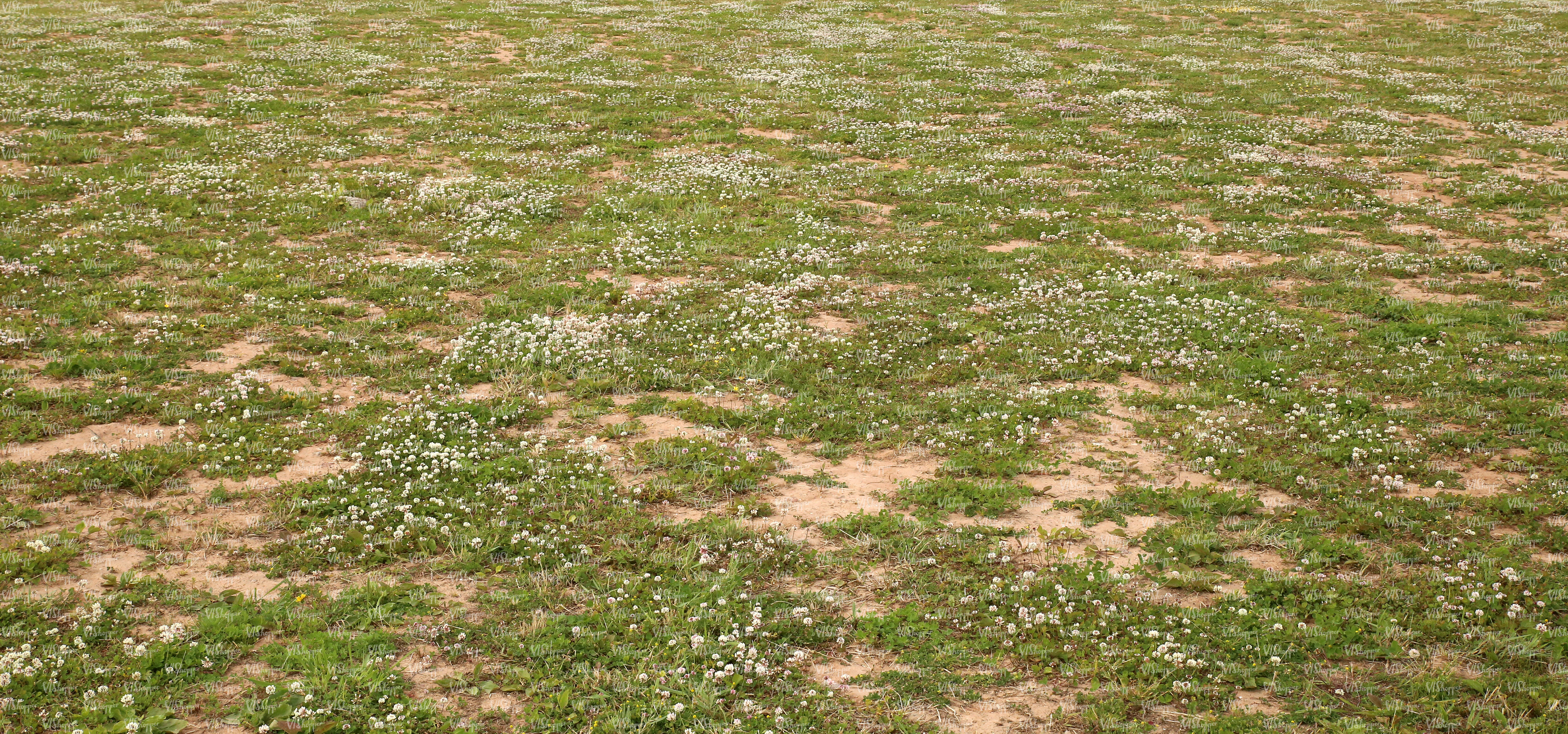 sandy ground partially covered with grass - ground textures - VIShopper