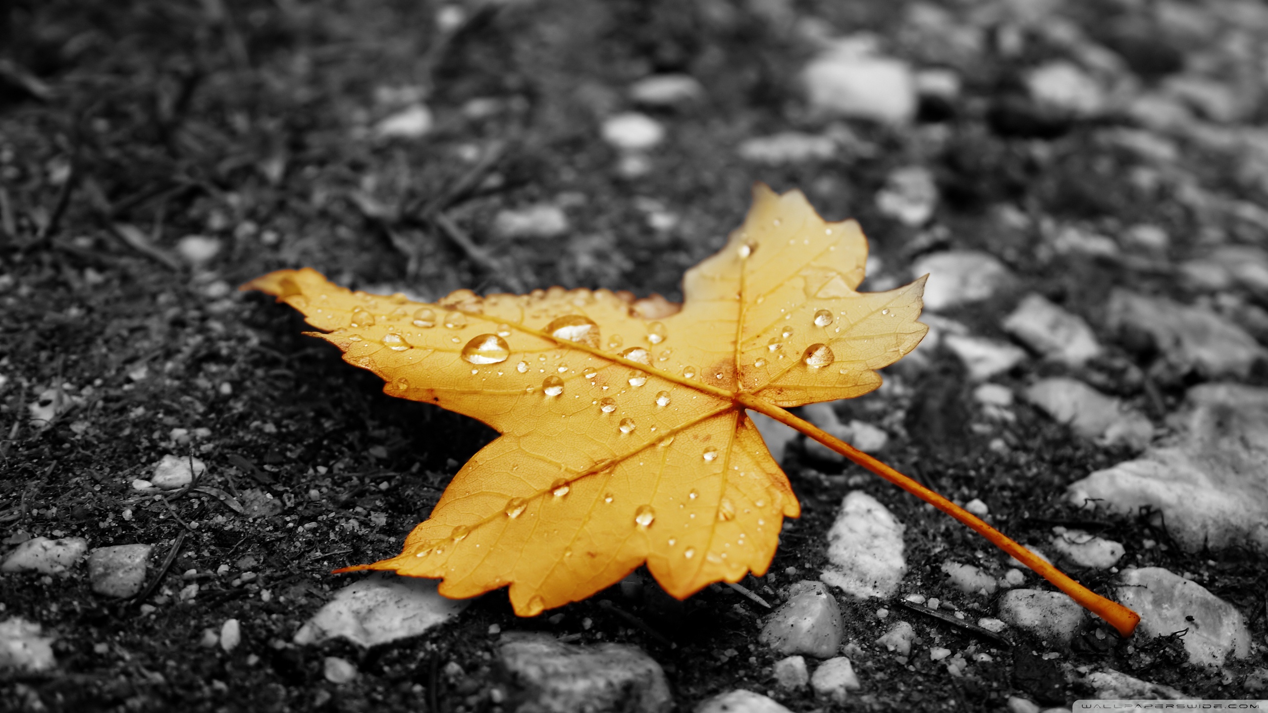 Raindrops On Fallen Leaf ❤ 4K HD Desktop Wallpaper for 4K Ultra HD ...
